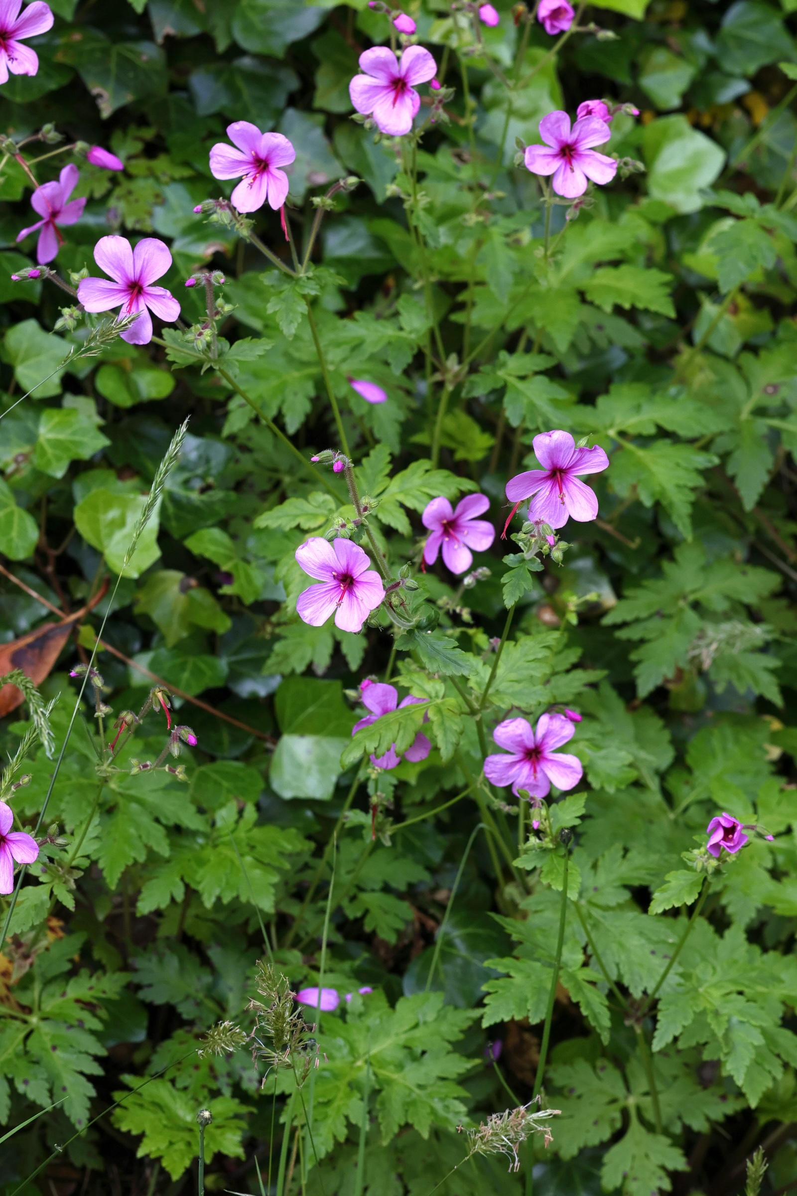 geranium_palmatum1md