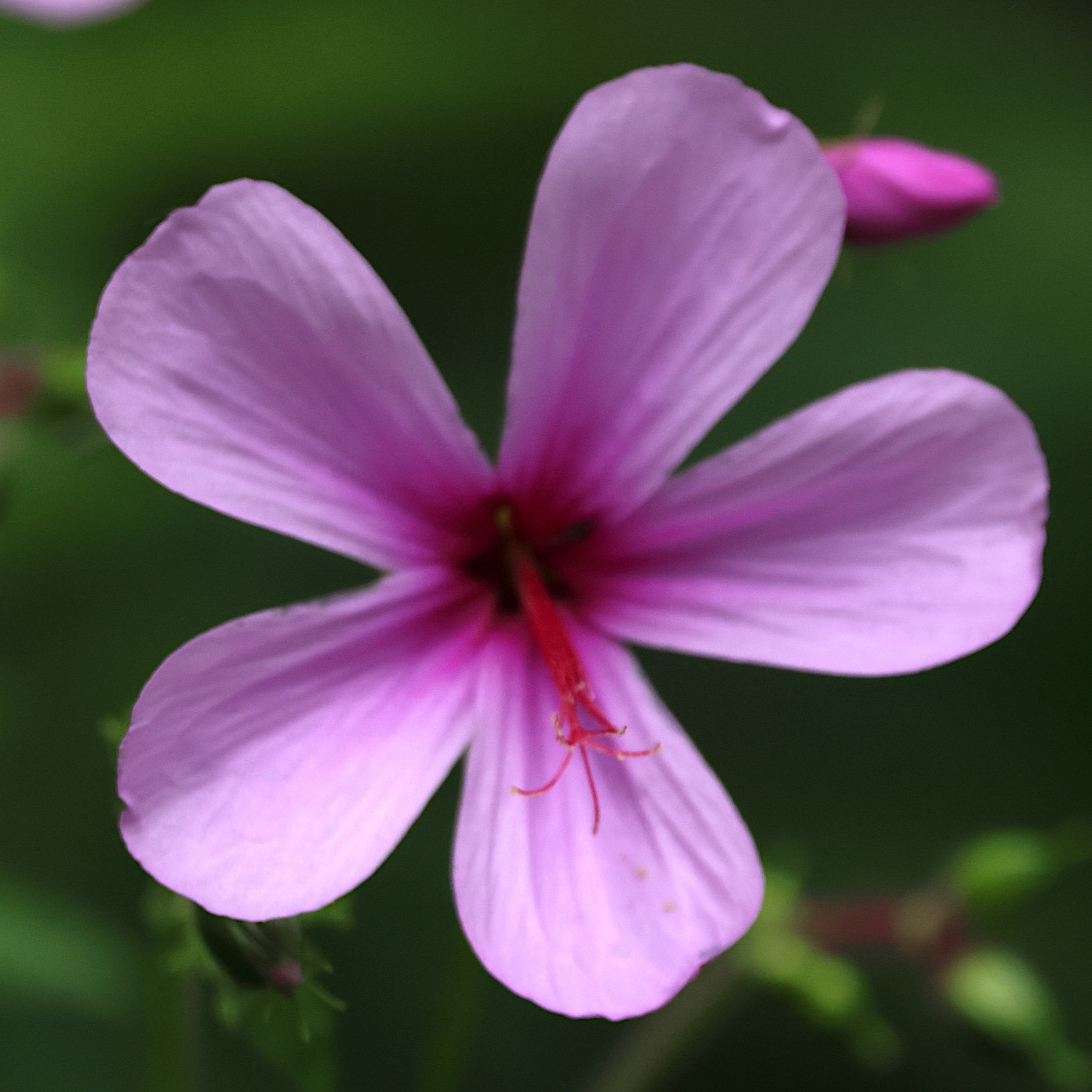 geranium_palmatum2md