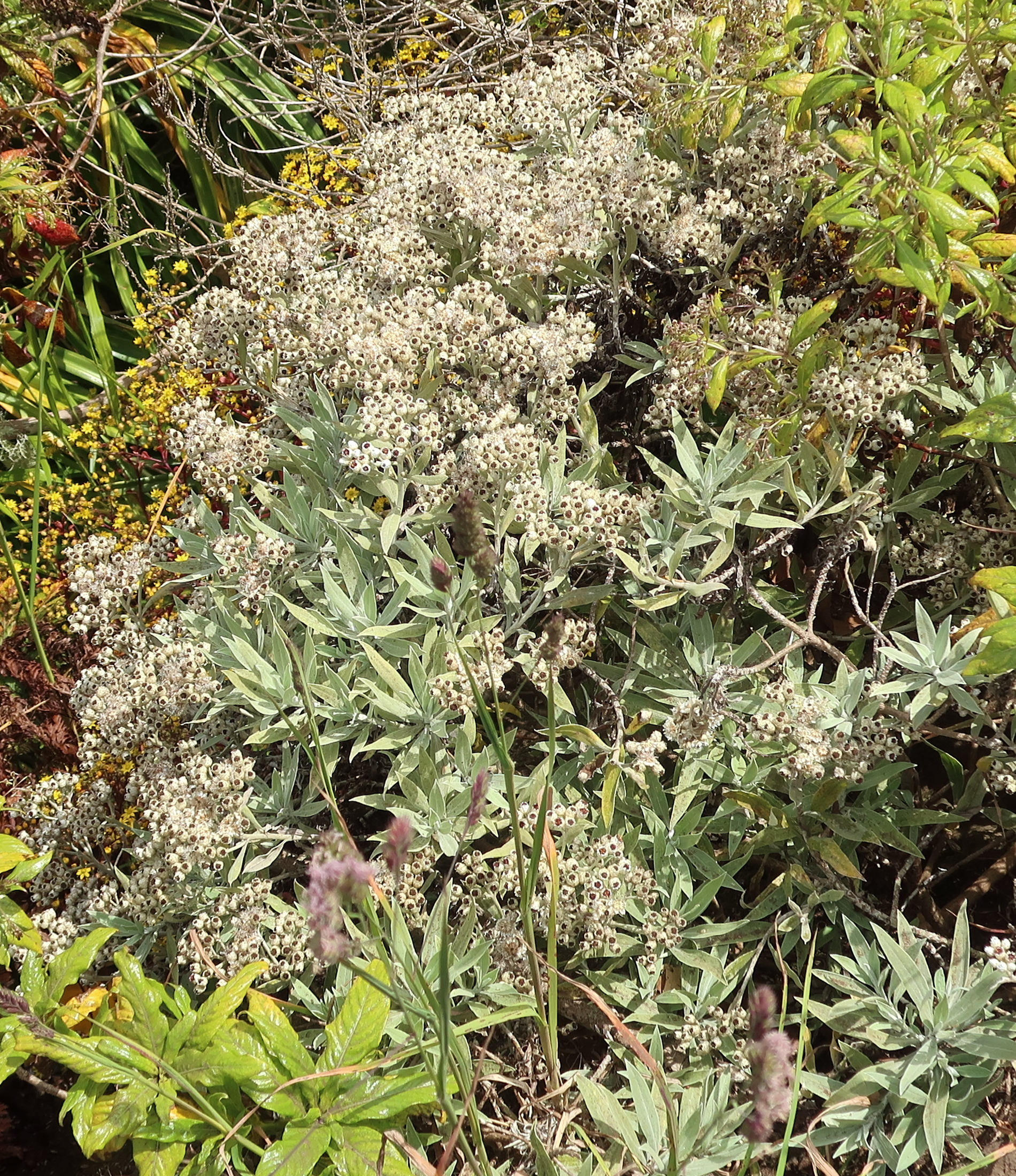 Afficher le média helichrysum_melaleucum1md helichrysum_melaleucum1md