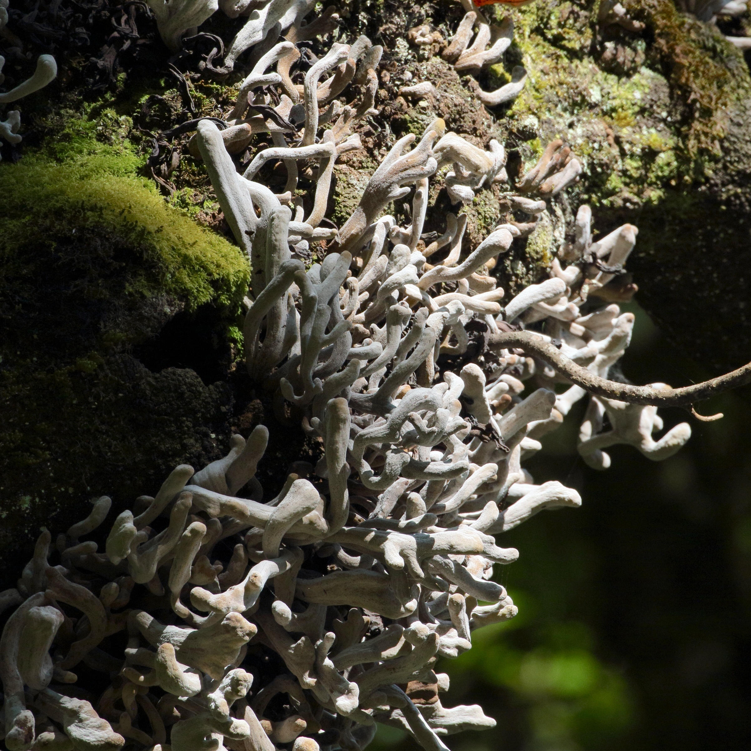 Afficher le média laurobasidium_lauri1md laurobasidium_lauri1md