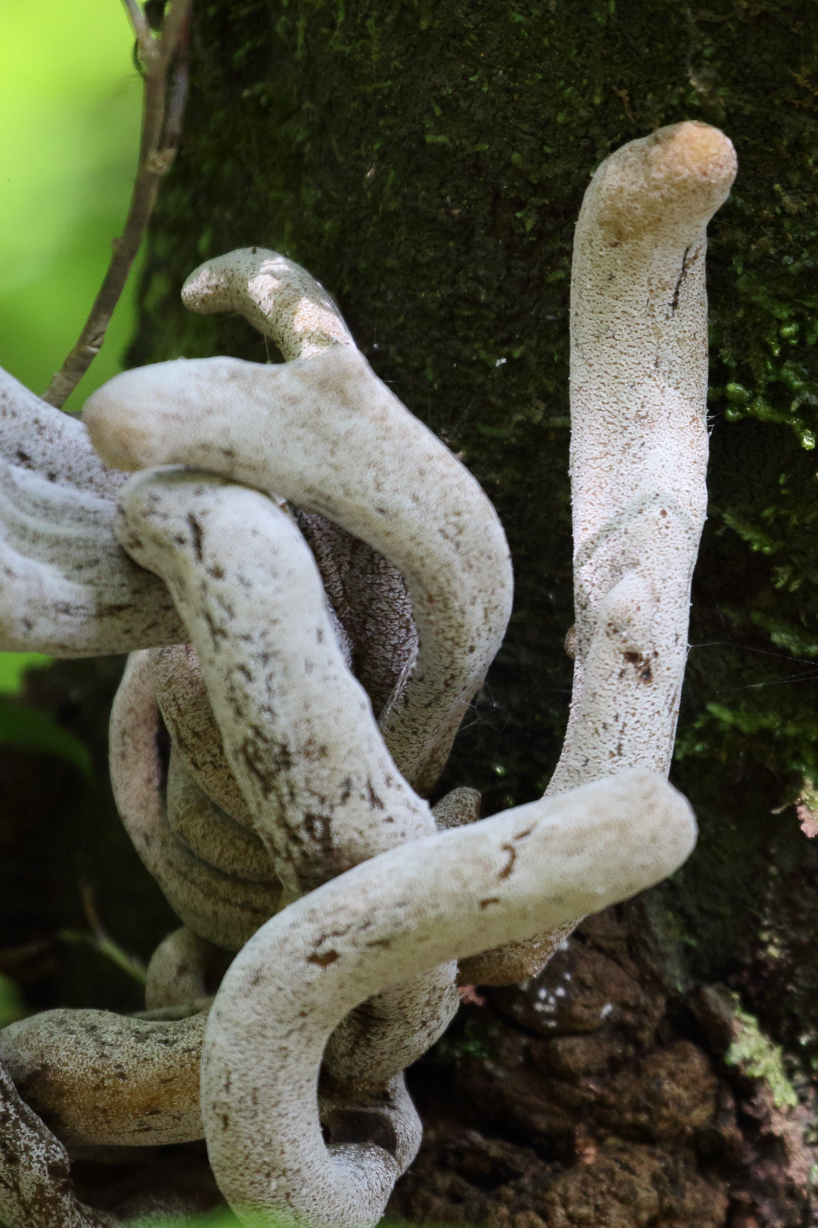 Afficher le média laurobasidium_lauri2md laurobasidium_lauri2md