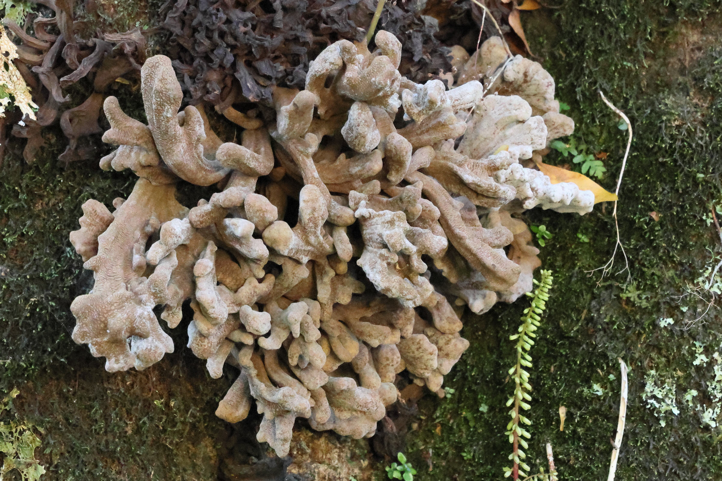 Afficher le média laurobasidium_lauri3bd laurobasidium_lauri3bd