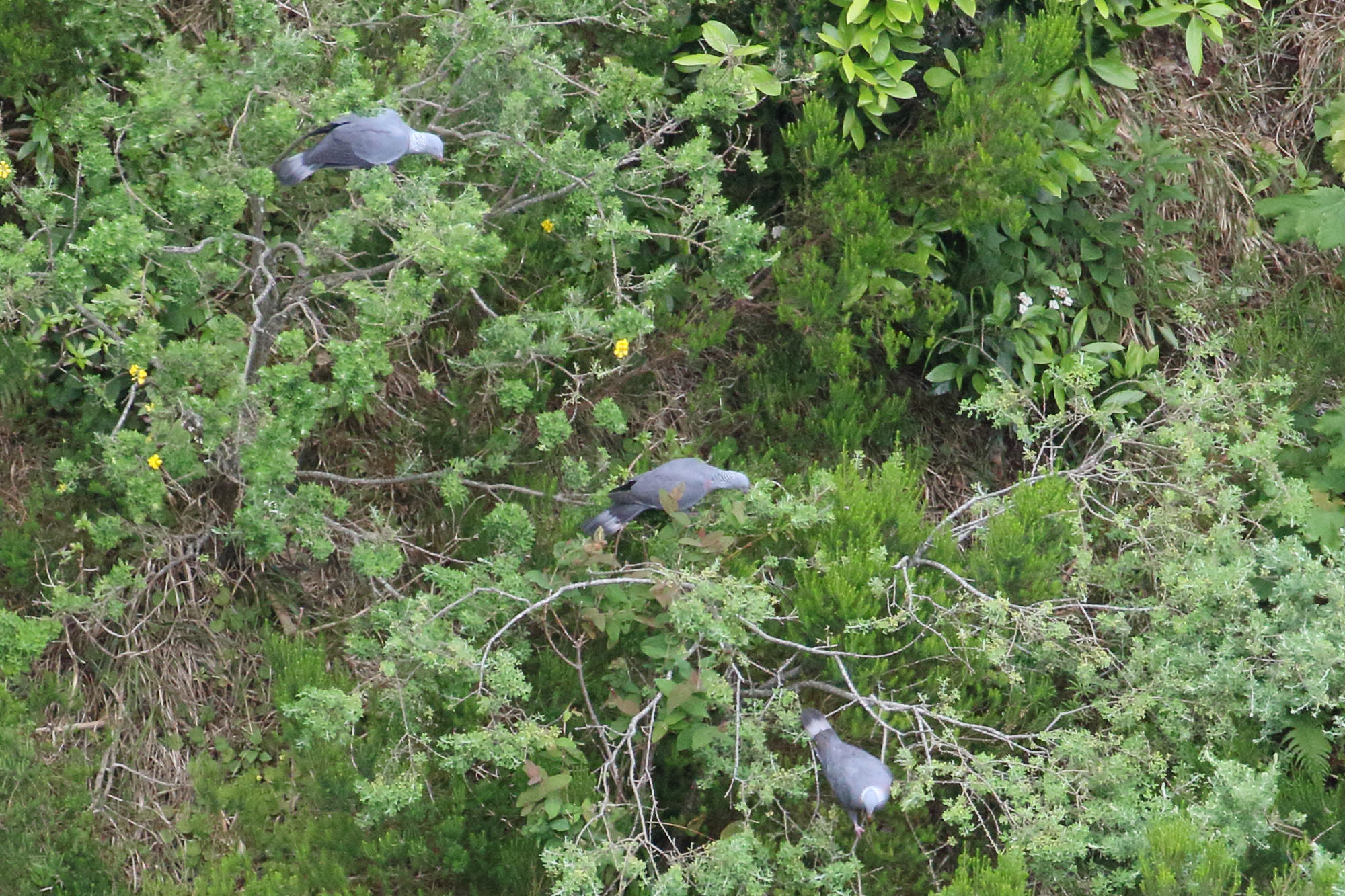 pigeon_trocaz_-_columba_trocaz1md