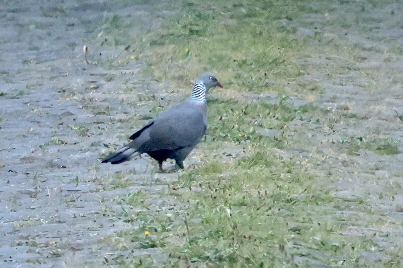 pigeon_trocaz_-_columba_trocaz2bd