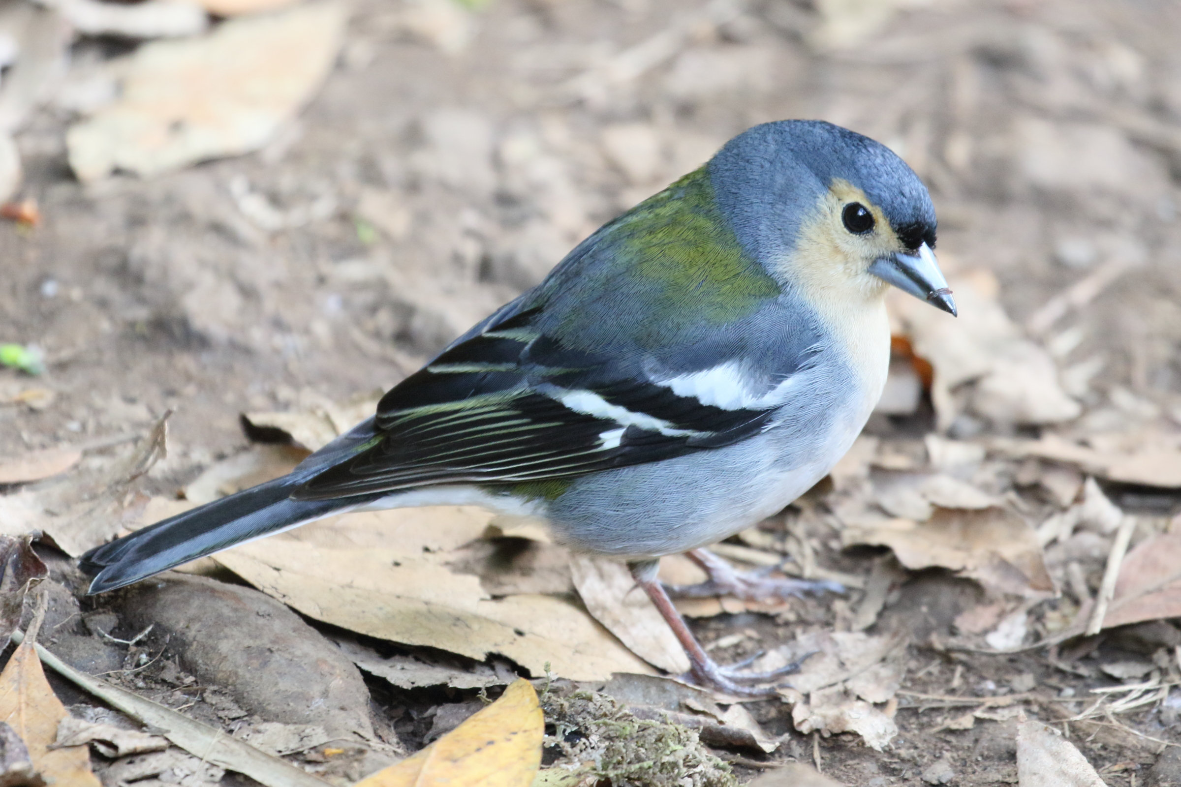 pinson_de_madere_-_fringilla_maderensis1md