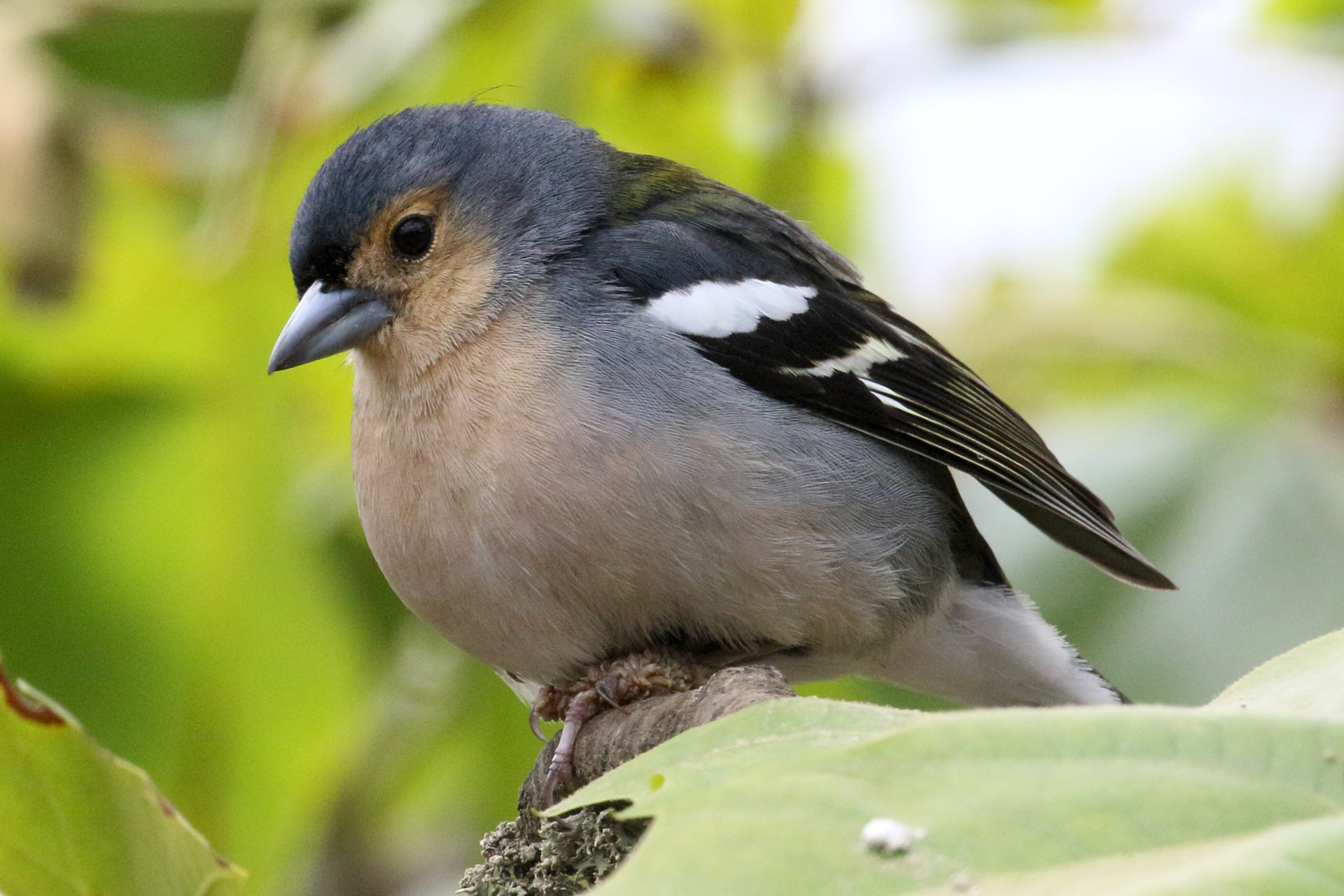 pinson_de_madere_-_fringilla_maderensis2md