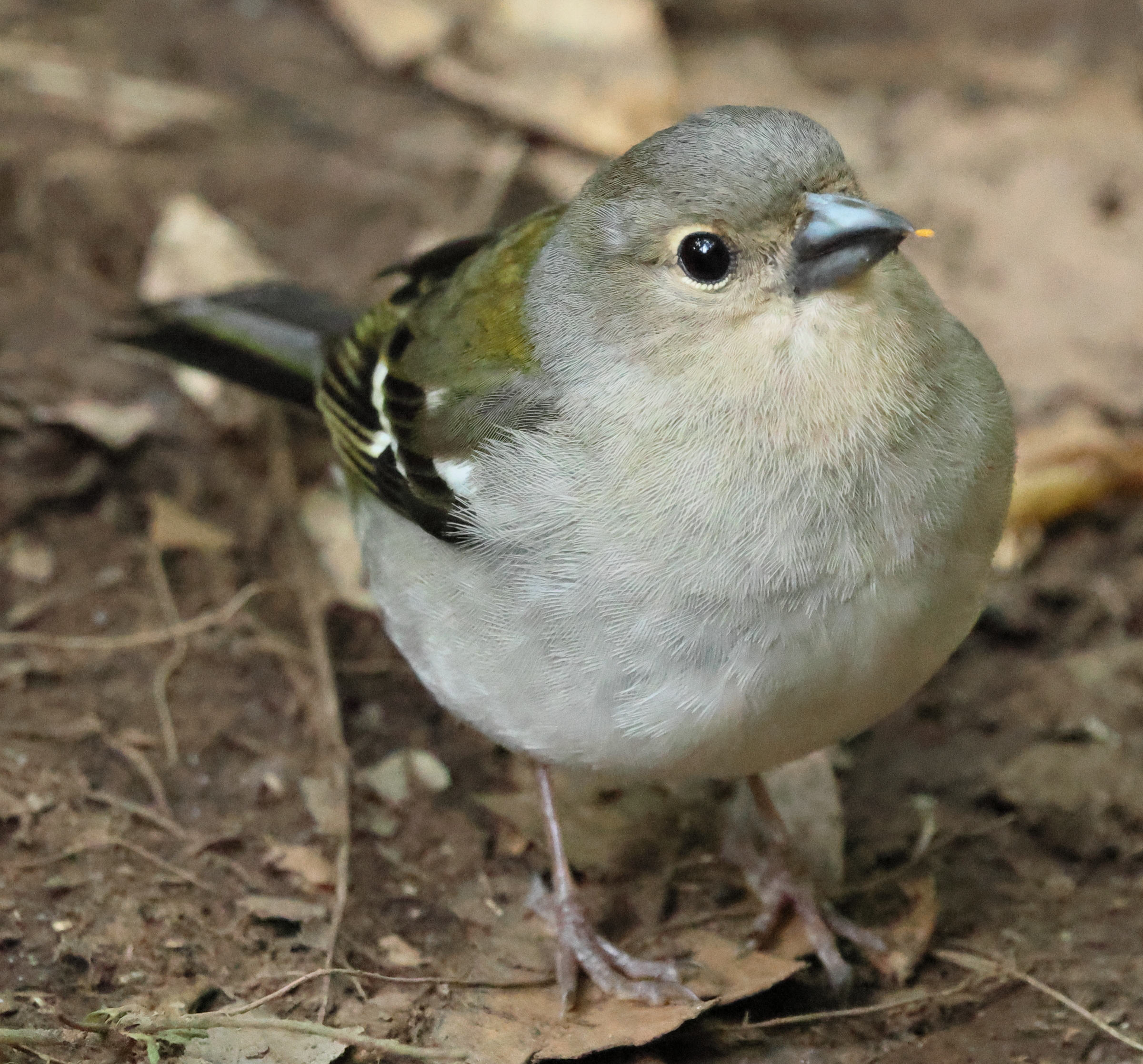 pinson_de_madere_-_fringilla_maderensis3bd