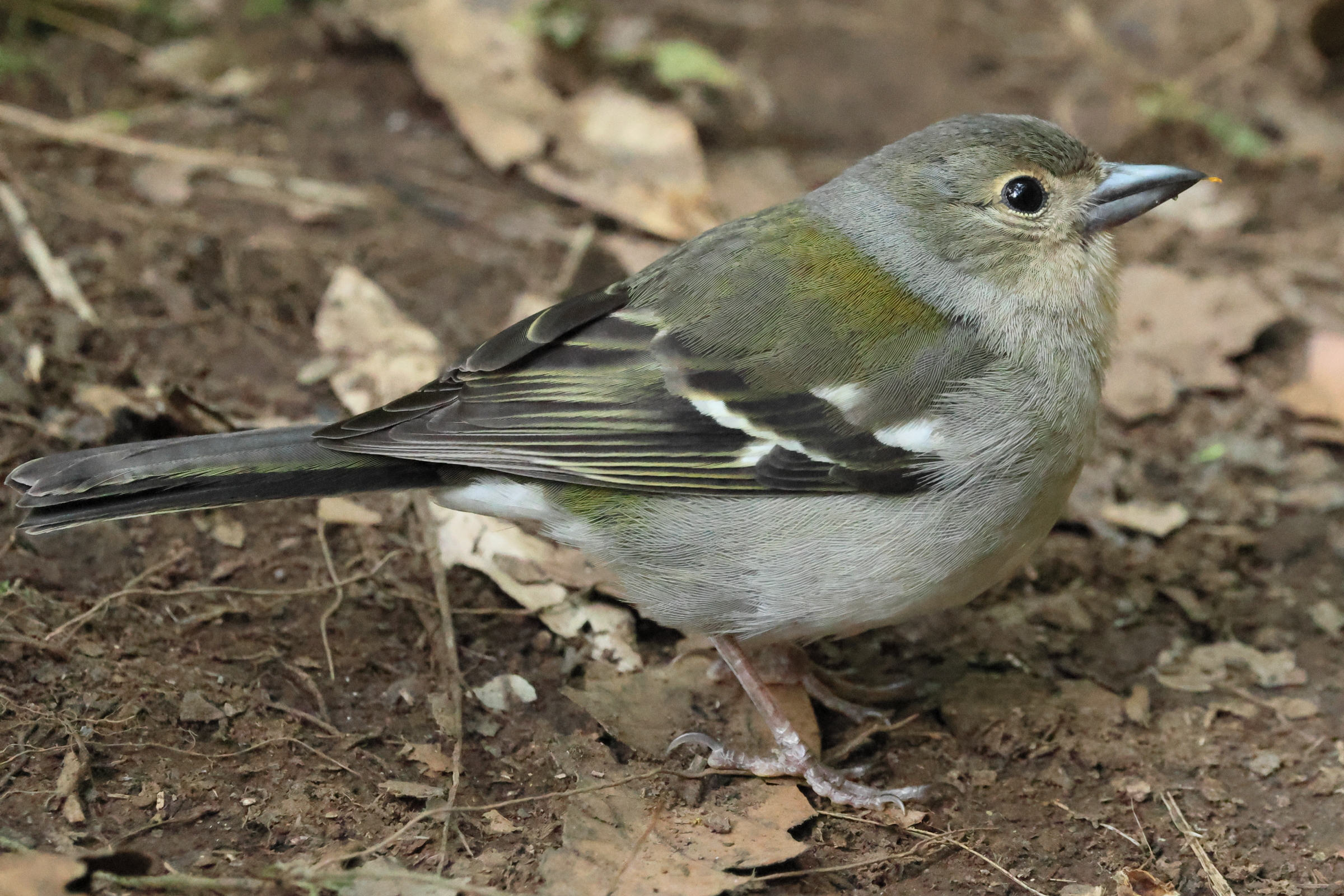 pinson_de_madere_-_fringilla_maderensis4bd