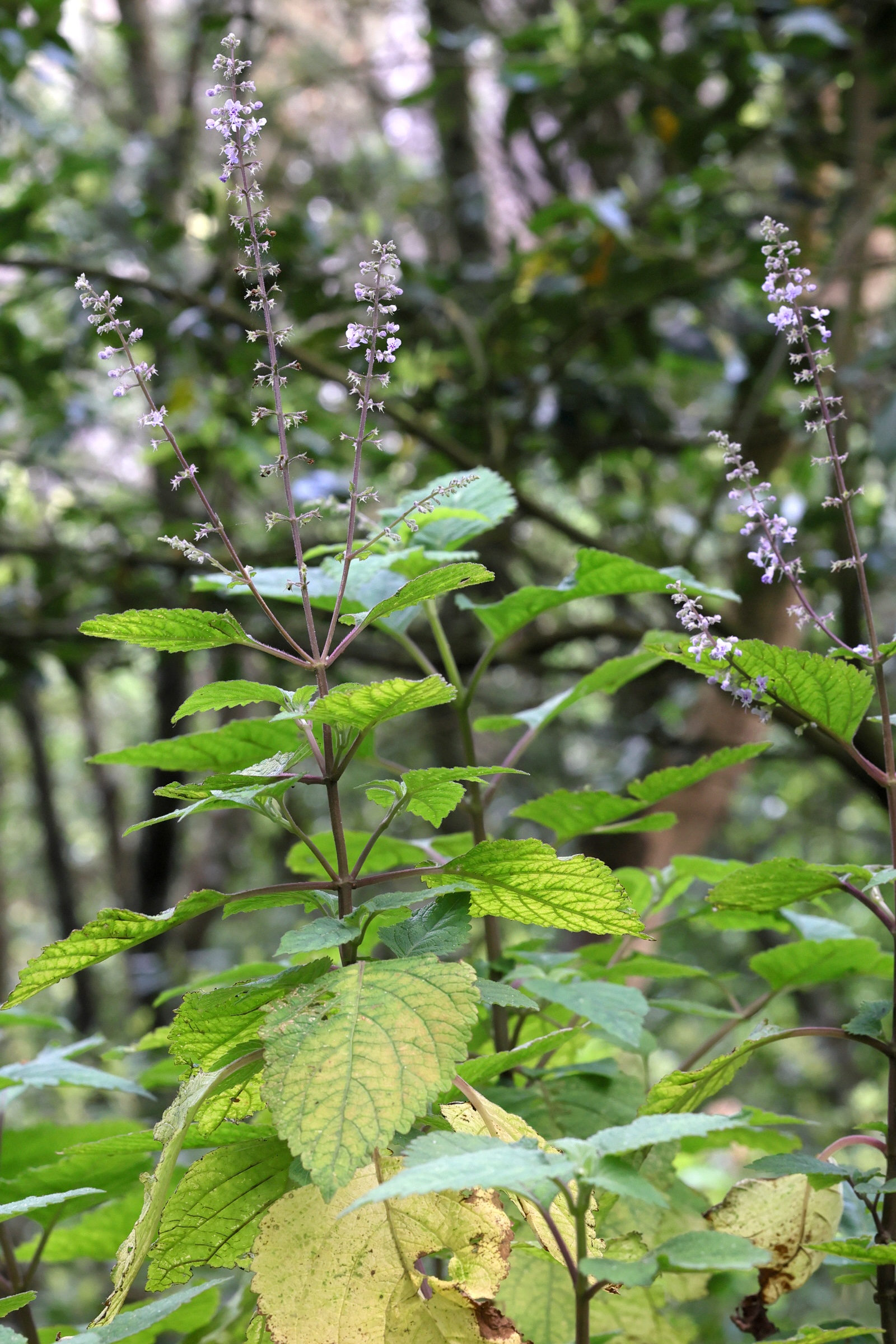 Afficher le média plectranthus_fruticosus1md plectranthus_fruticosus1md