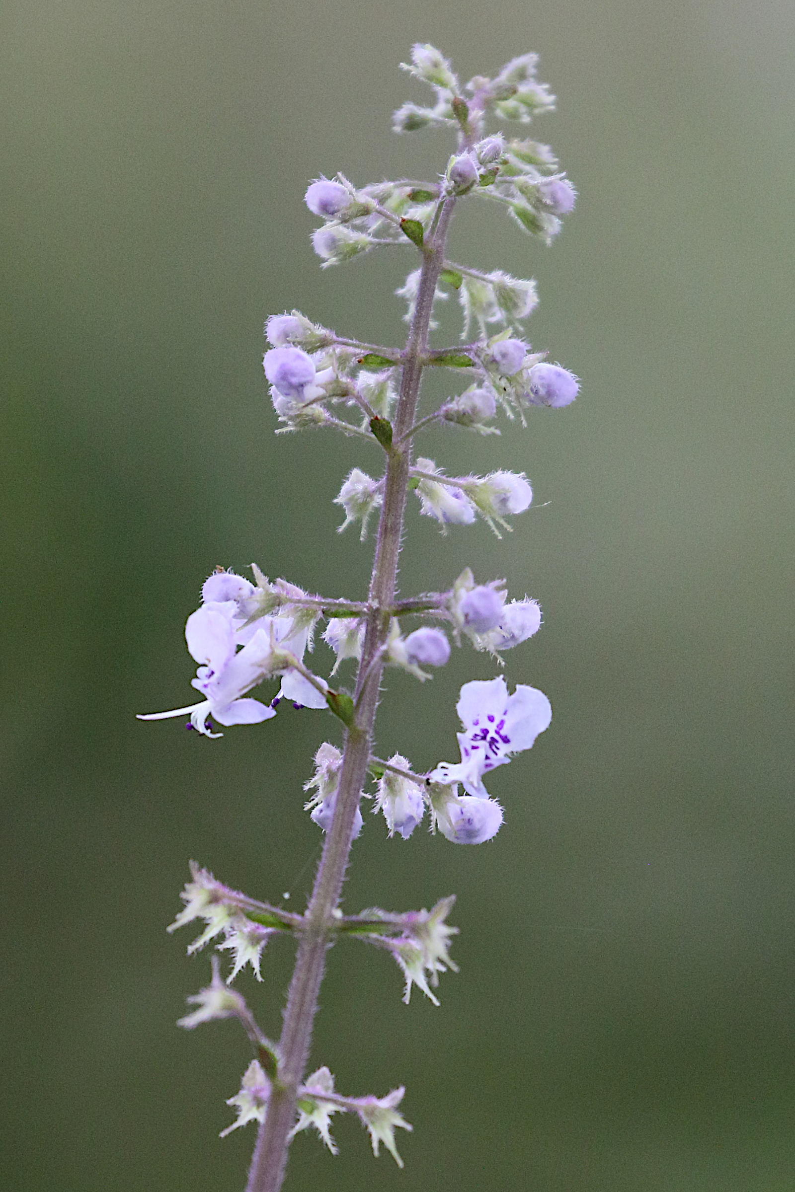 Afficher le média plectranthus_fruticosus2md plectranthus_fruticosus2md