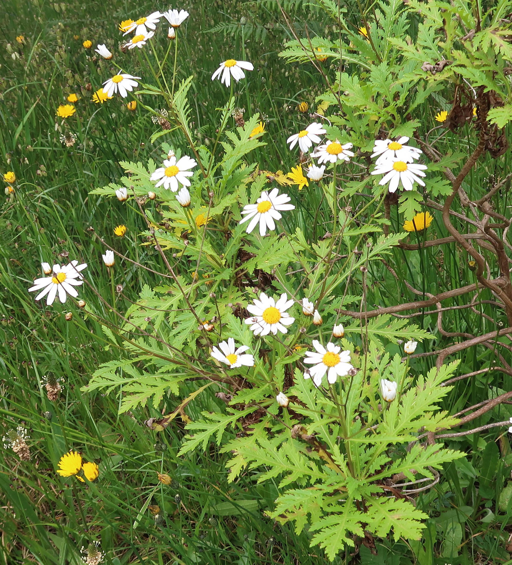 Afficher le média argyranthemum_pinnatifidum3md argyranthemum_pinnatifidum3md