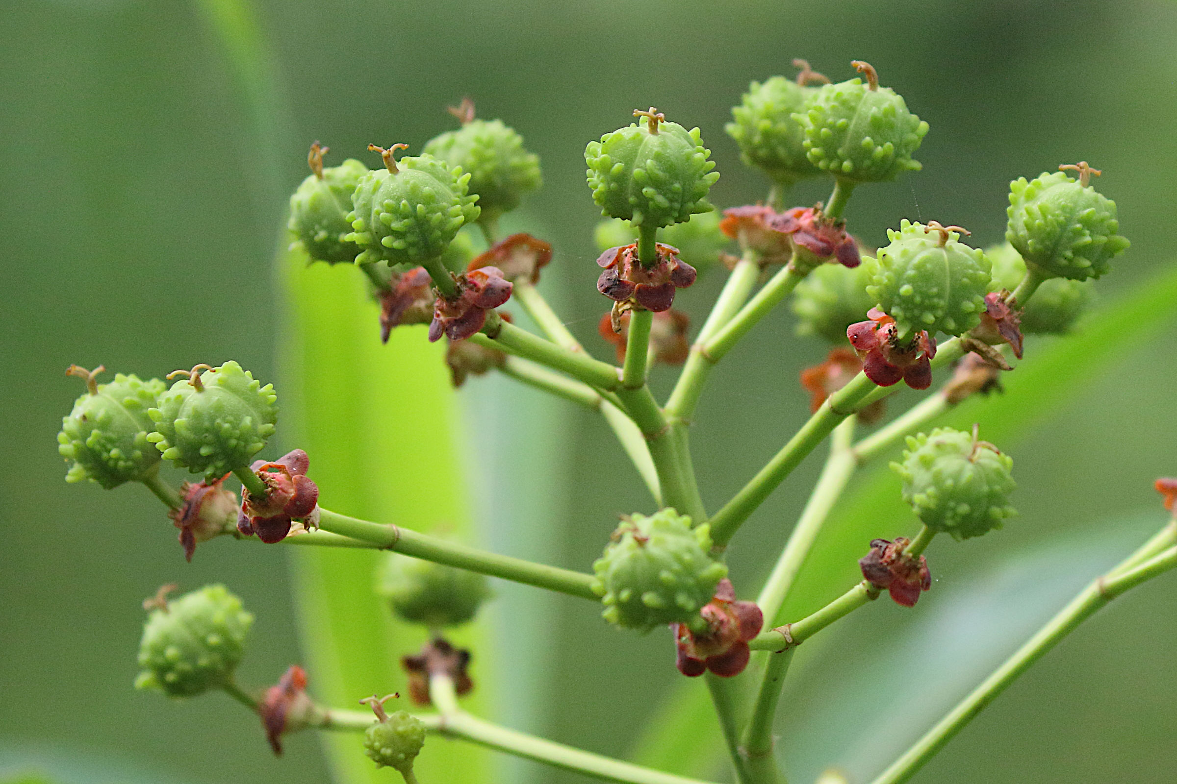 Afficher le média euphorbia_mellifera7md euphorbia_mellifera7md