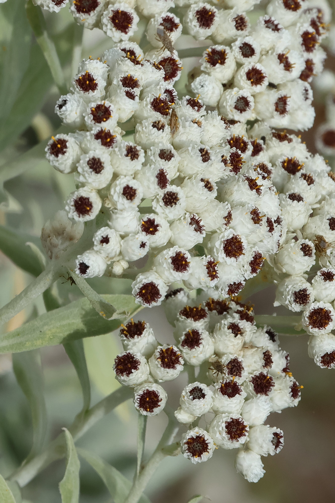 Afficher le média helichrysum_melaleucum2bd helichrysum_melaleucum2bd