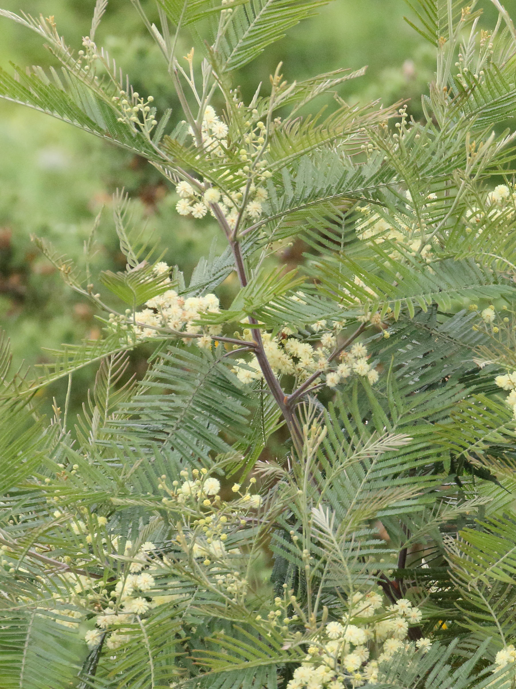 acacia_mearnsii1md