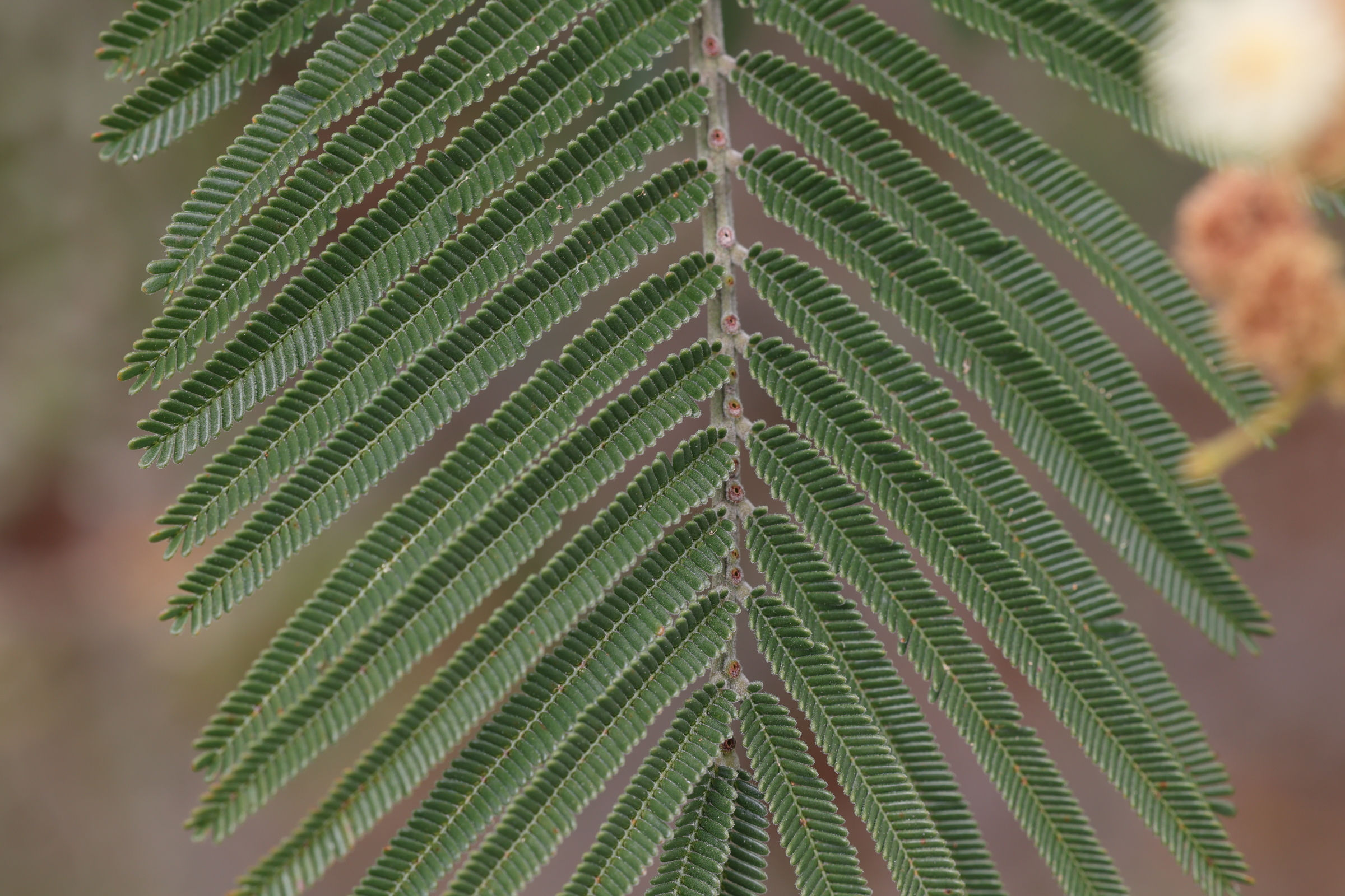 acacia_mearnsii3md