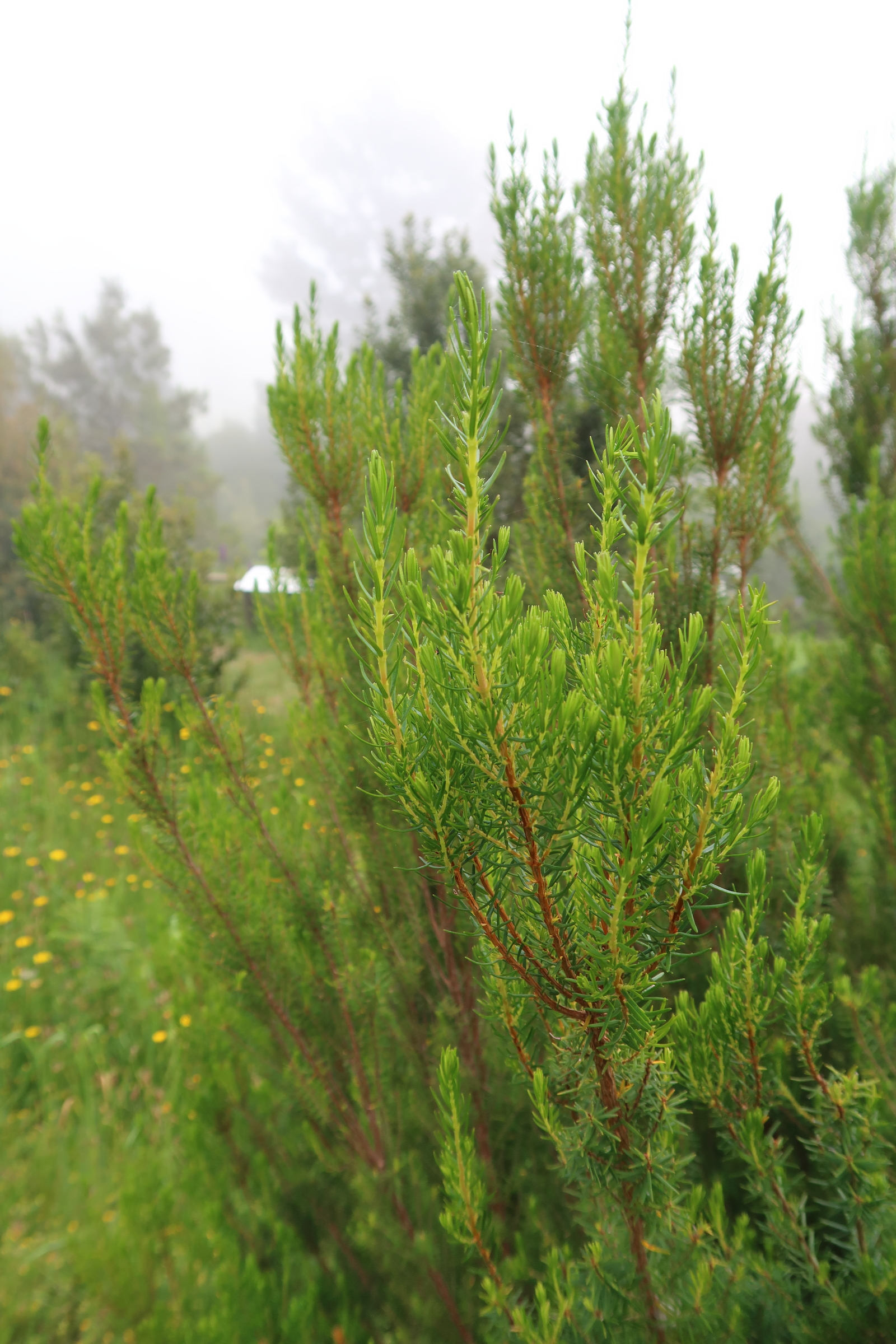 erica_platycodon_maderincola1md