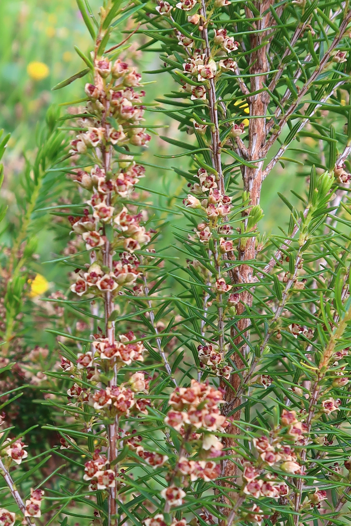 erica_platycodon_maderincola2md