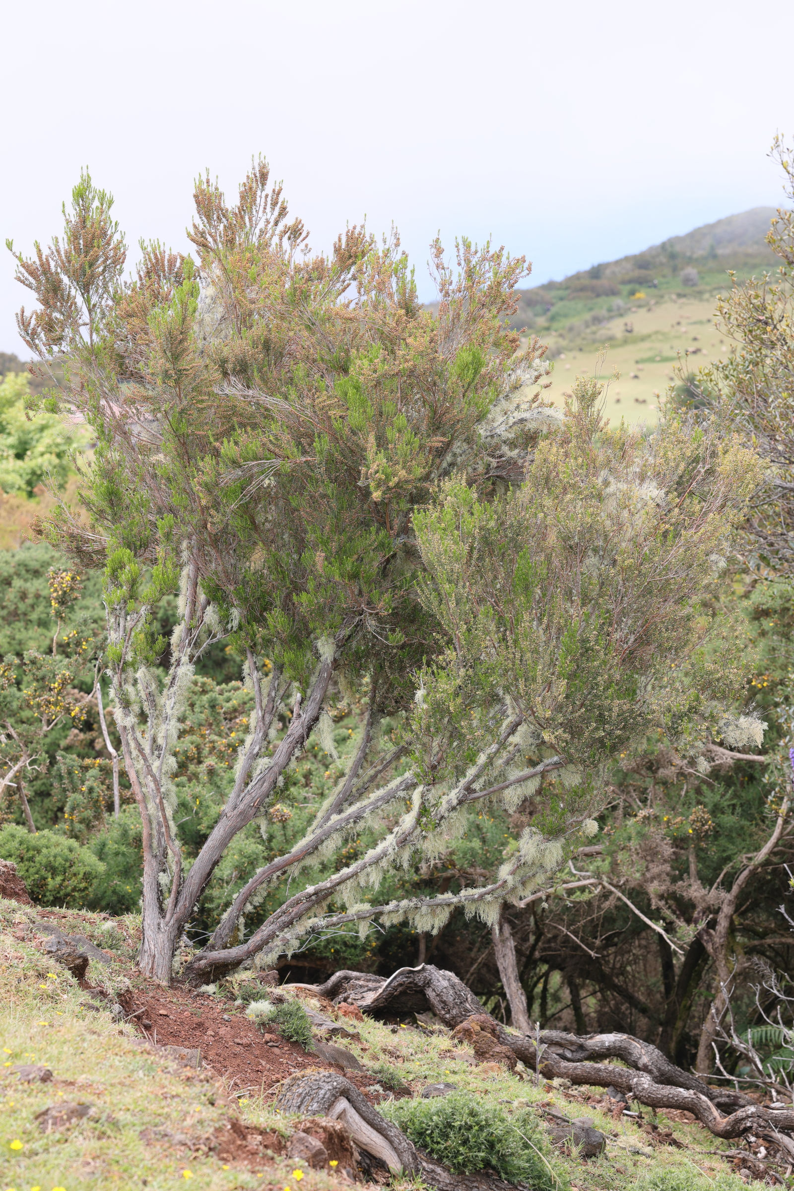 erica_platycodon_maderincola3md