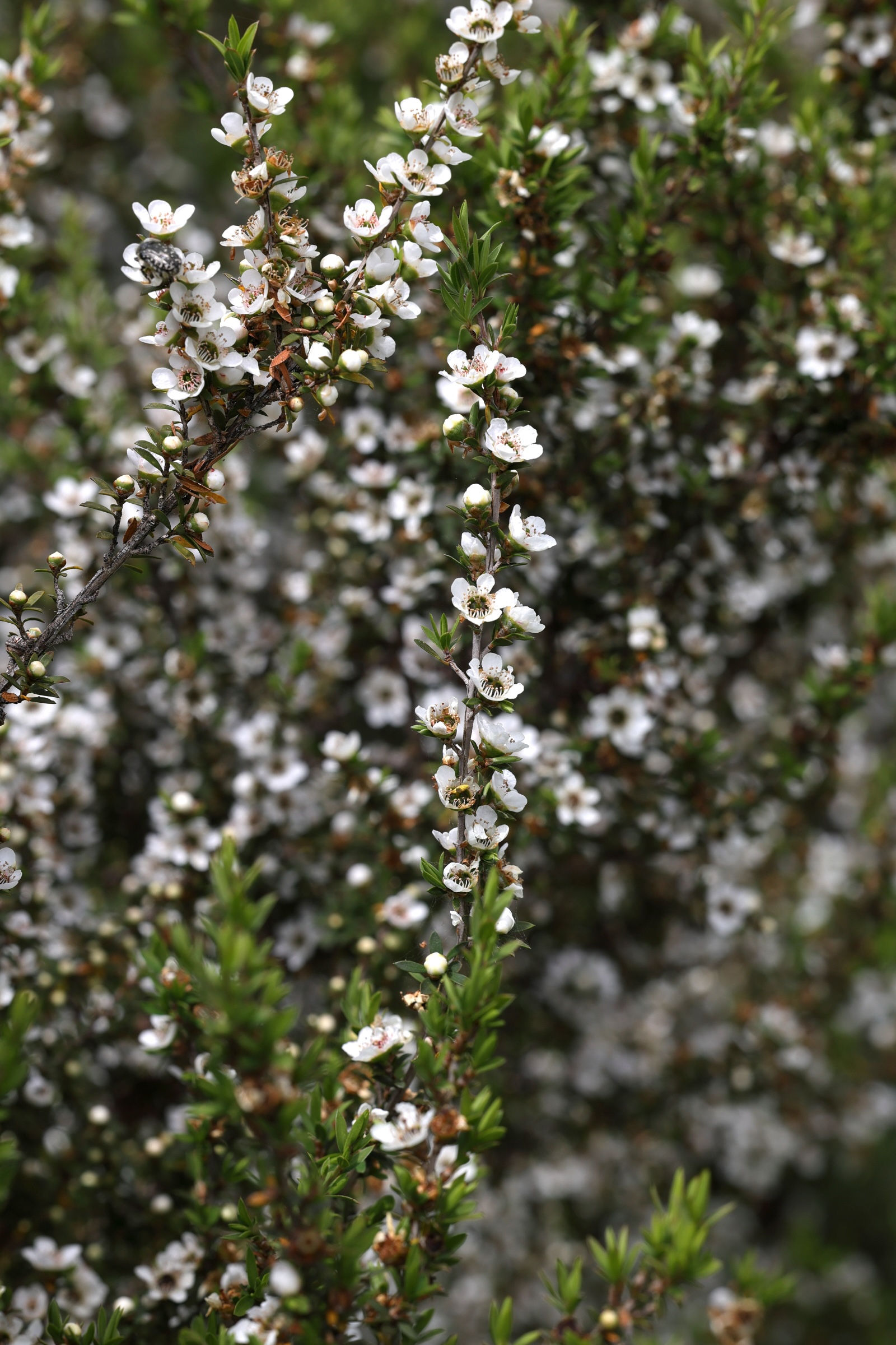 Afficher le média leptosporum_scoparium5md leptosporum_scoparium5md