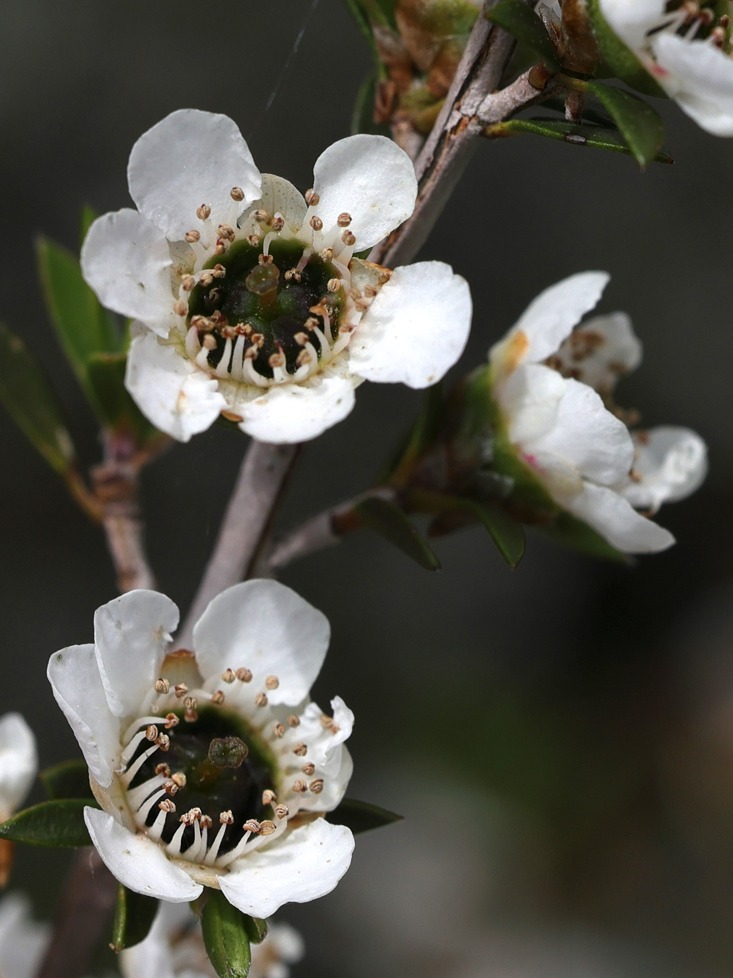 Afficher le média leptosporum_scoparium6md leptosporum_scoparium6md