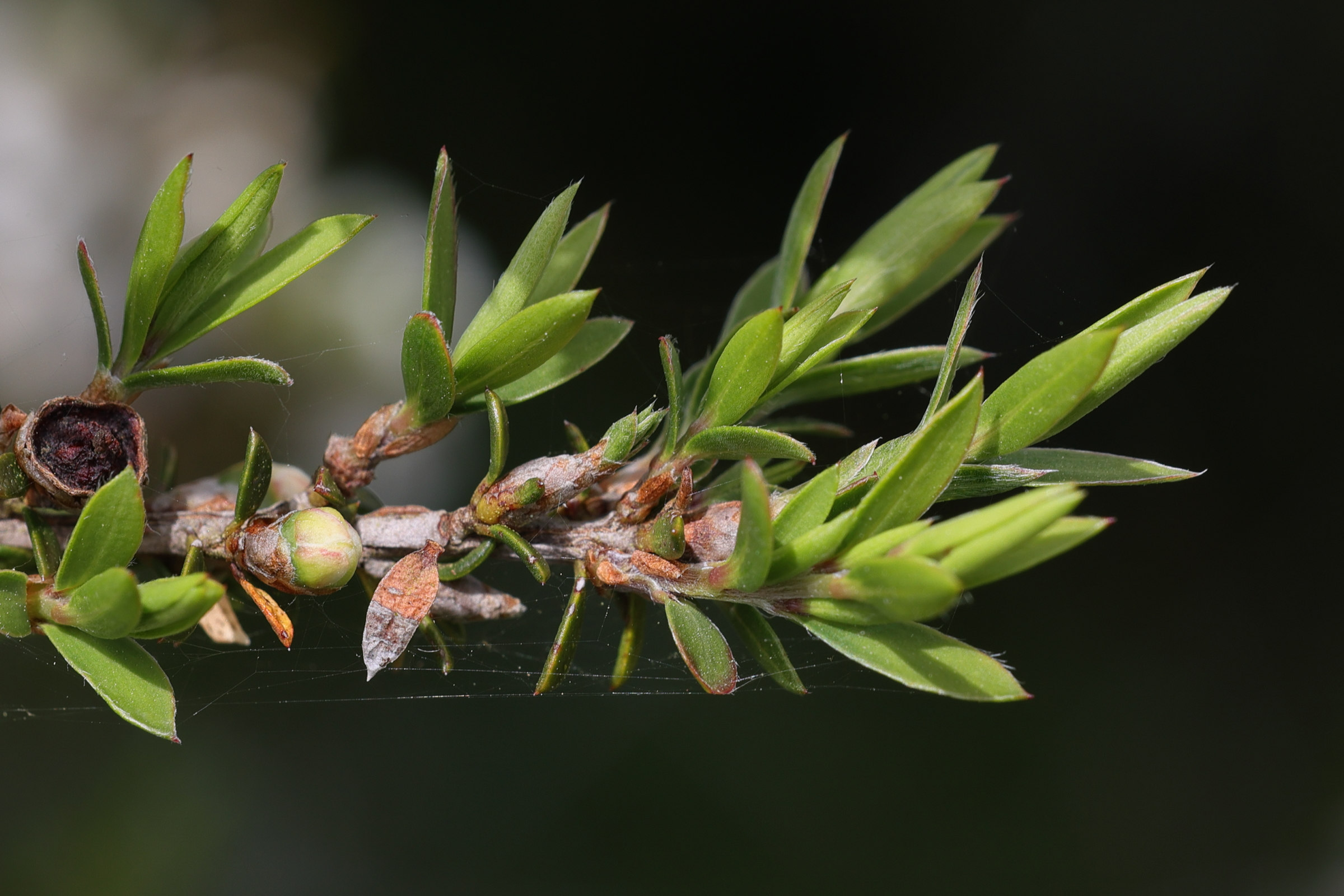 Afficher le média leptosporum_scoparium7md leptosporum_scoparium7md