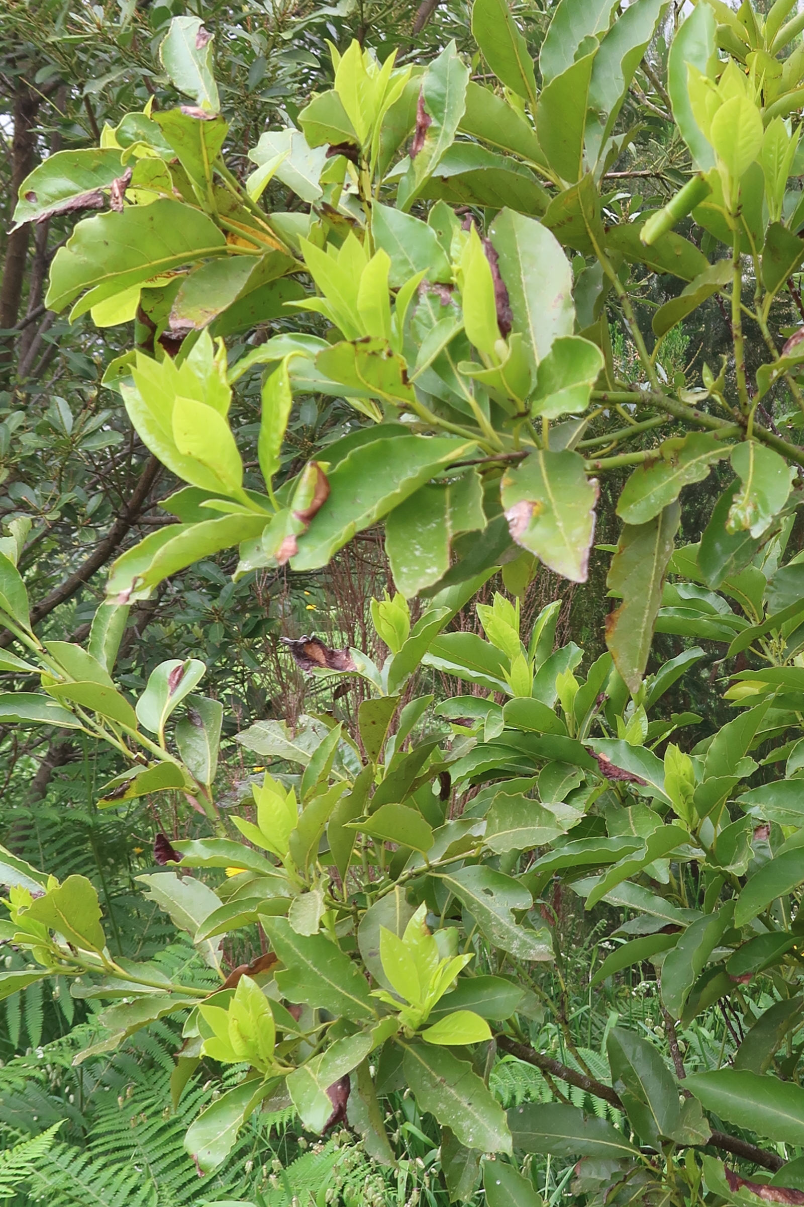 laurus_novocanariensis1md