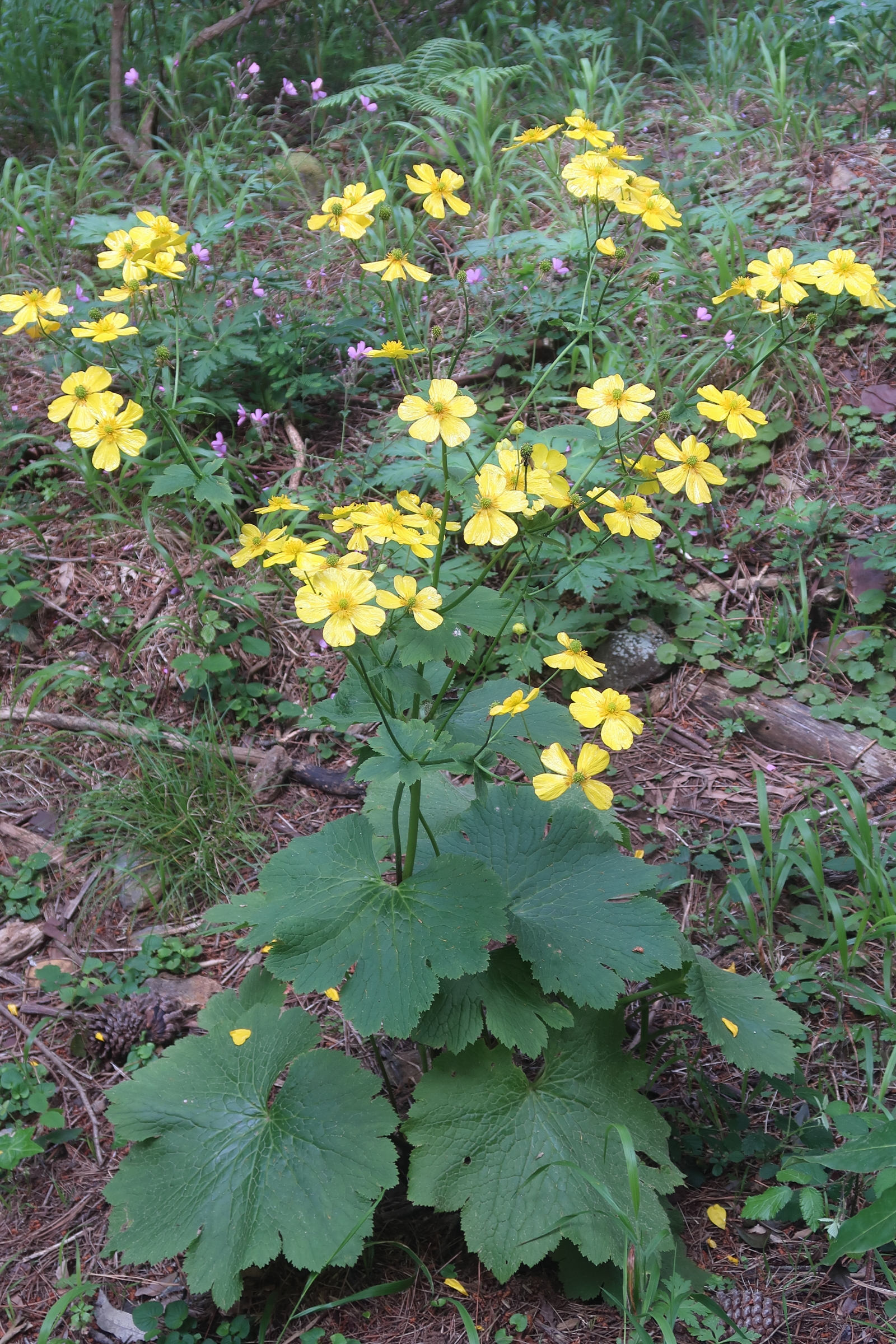 Afficher le média ranunculus_cortusifolius_major1md ranunculus_cortusifolius_major1md