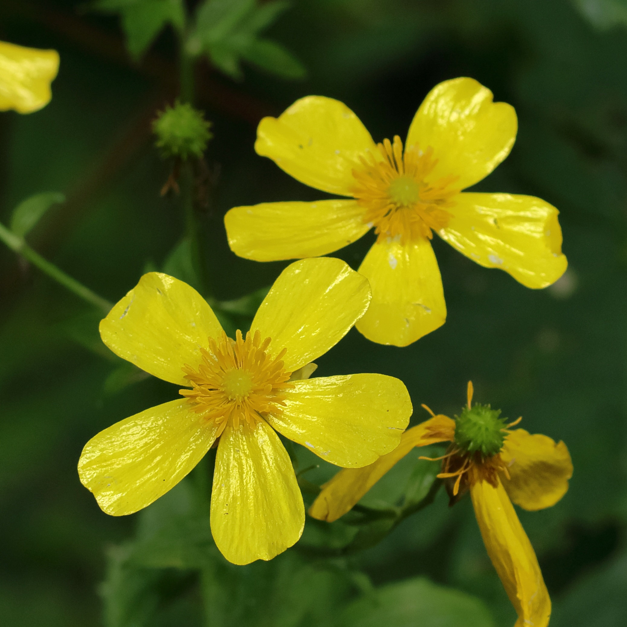 Afficher le média ranunculus_cortusifolius_major2md ranunculus_cortusifolius_major2md