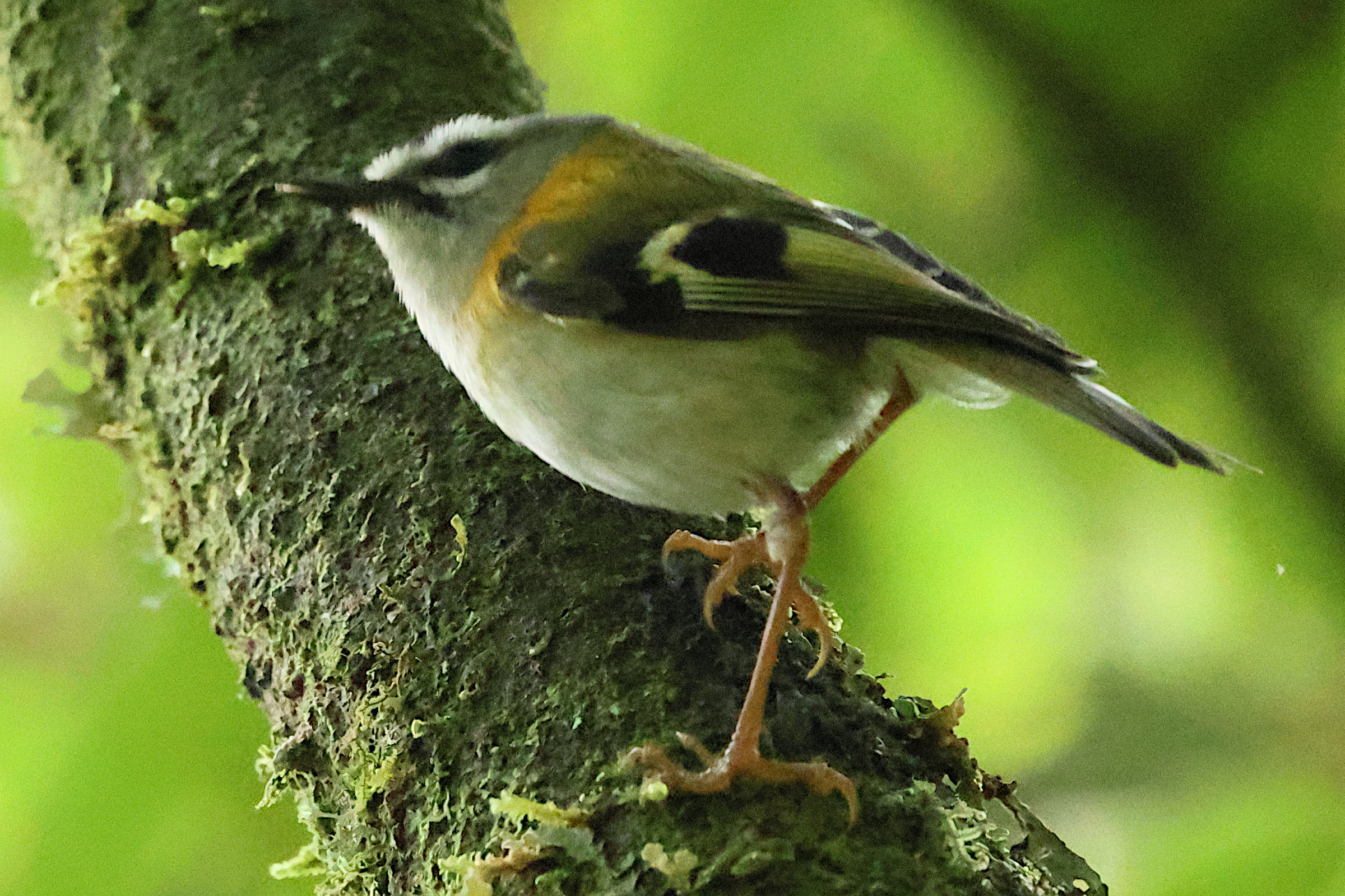 roitelet_de_madere_-_regulus_madeirensis1bd