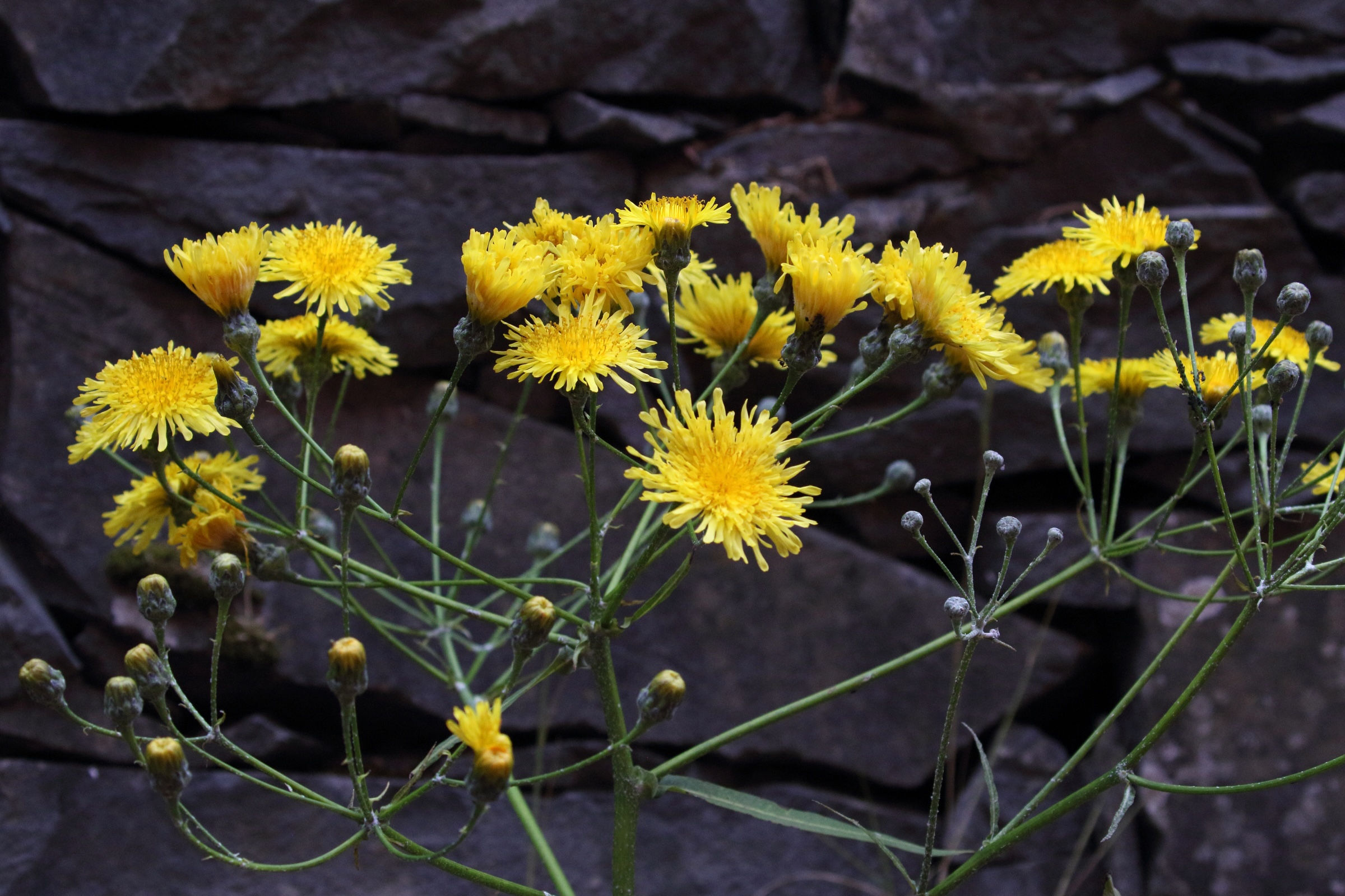 Afficher le média sonchus_canariensis1md sonchus_canariensis1md