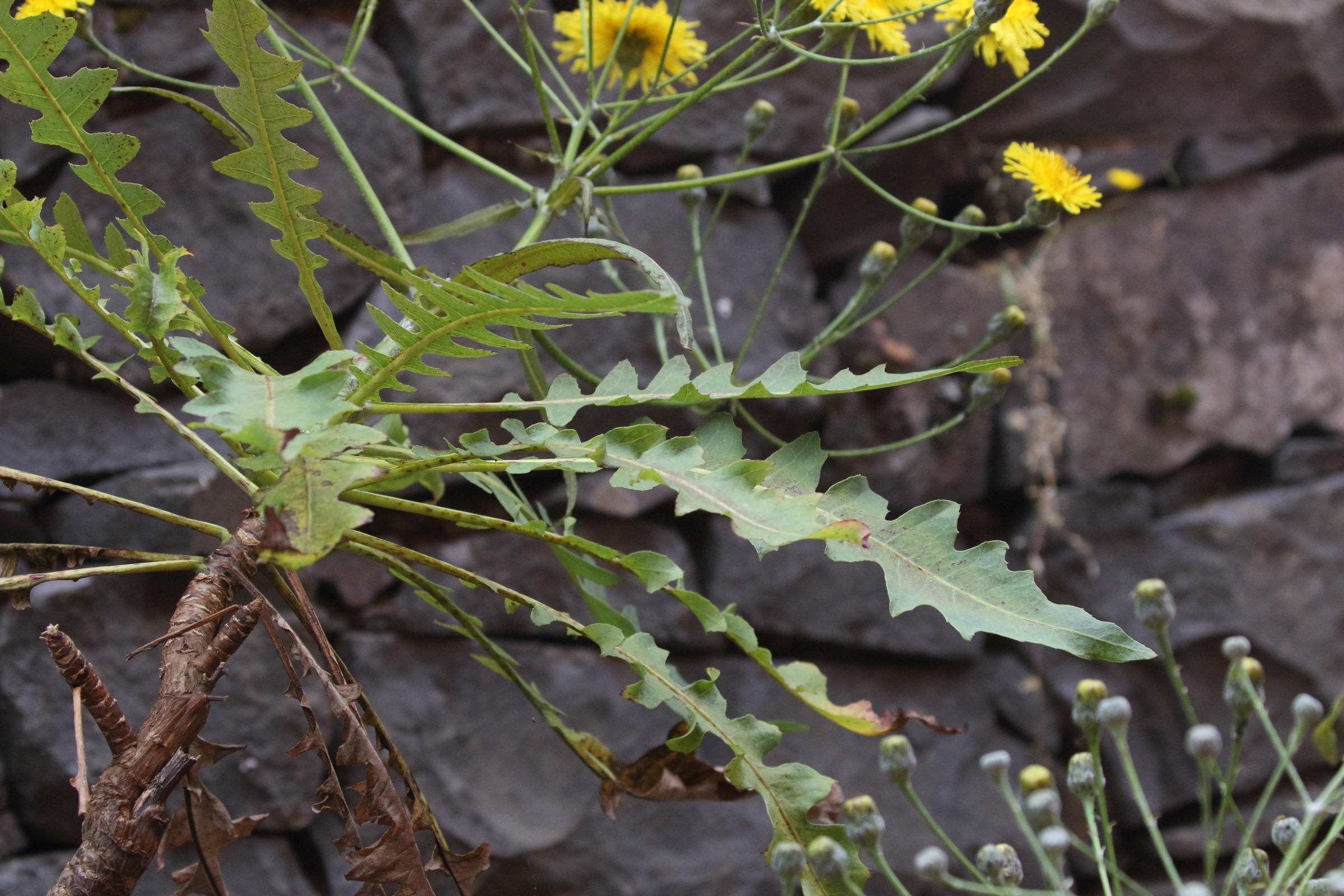 Afficher le média sonchus_canariensis2md sonchus_canariensis2md