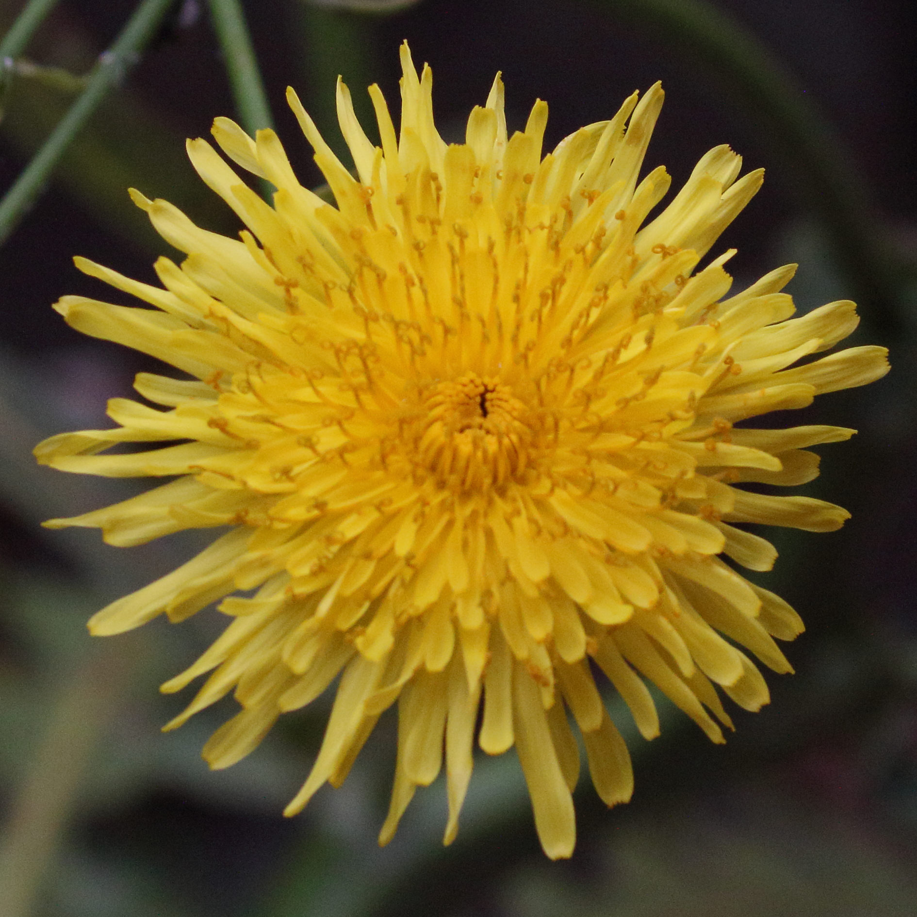 Afficher le média sonchus_canariensis3md sonchus_canariensis3md