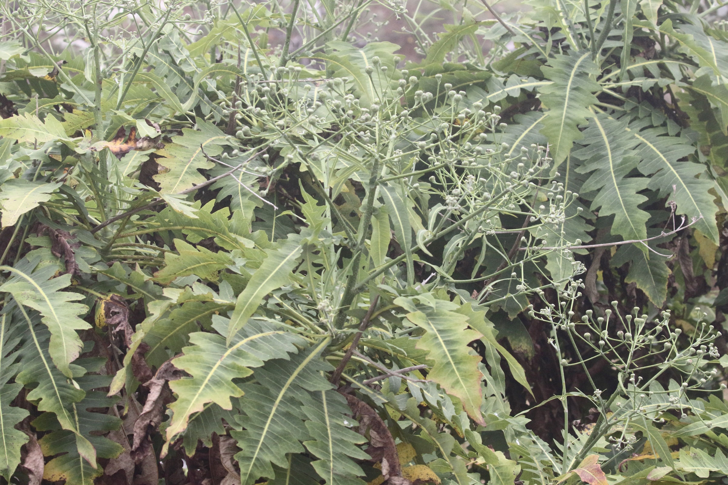 sonchus_fruticosus1md