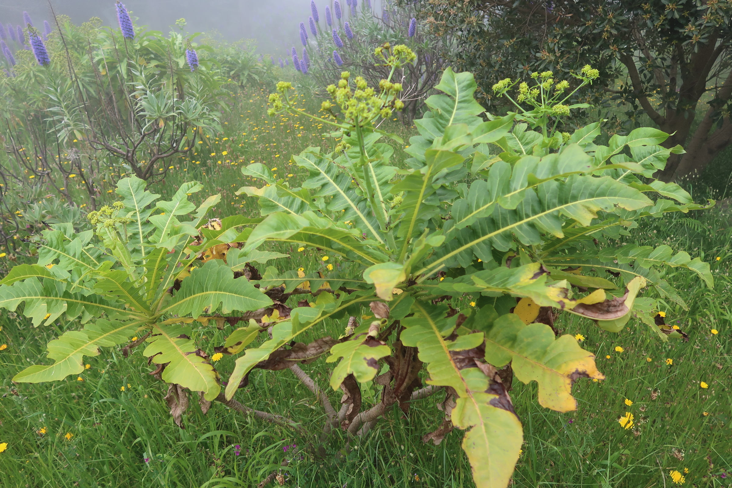 sonchus_fruticosus2md