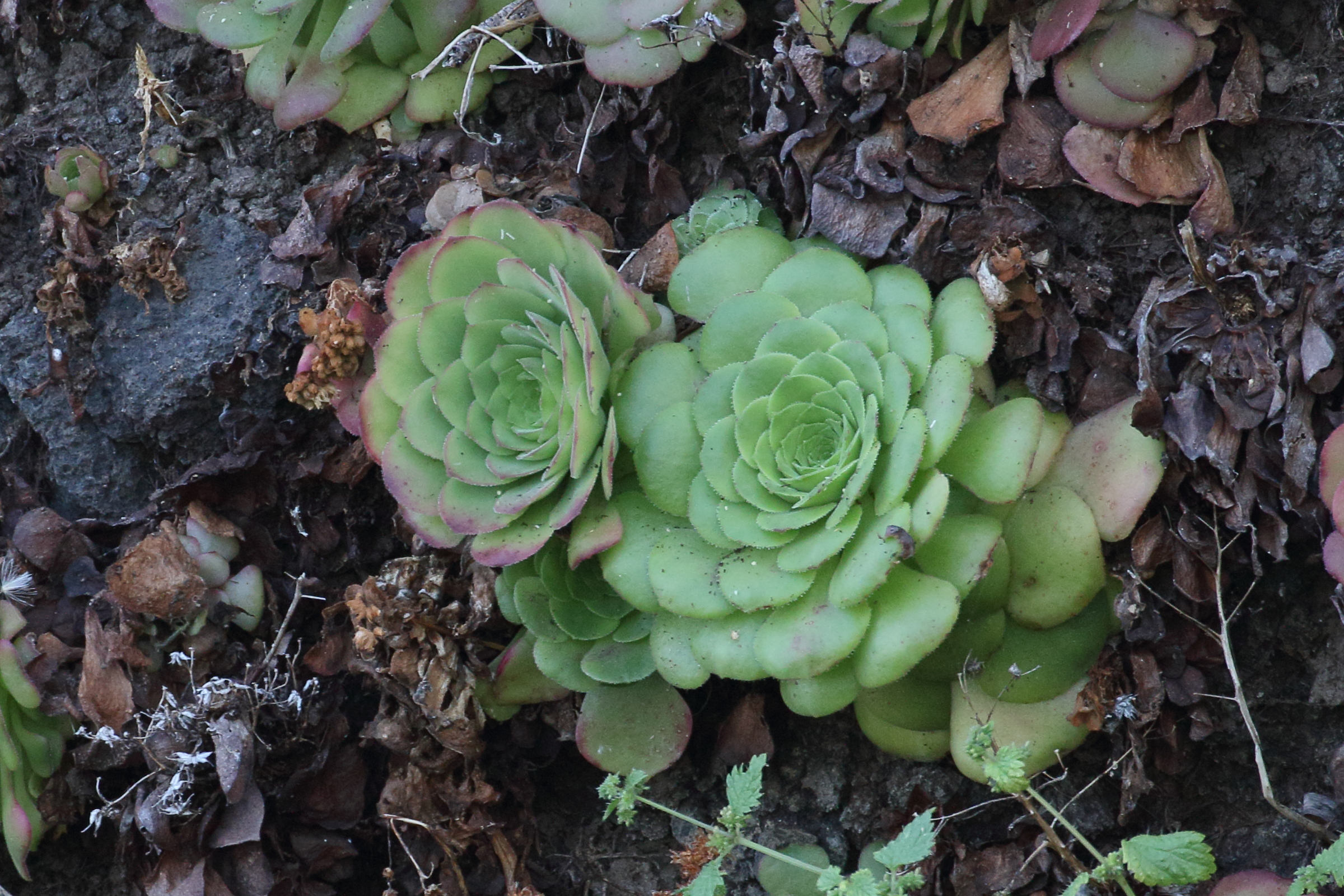 aeonium_glandulosum1md