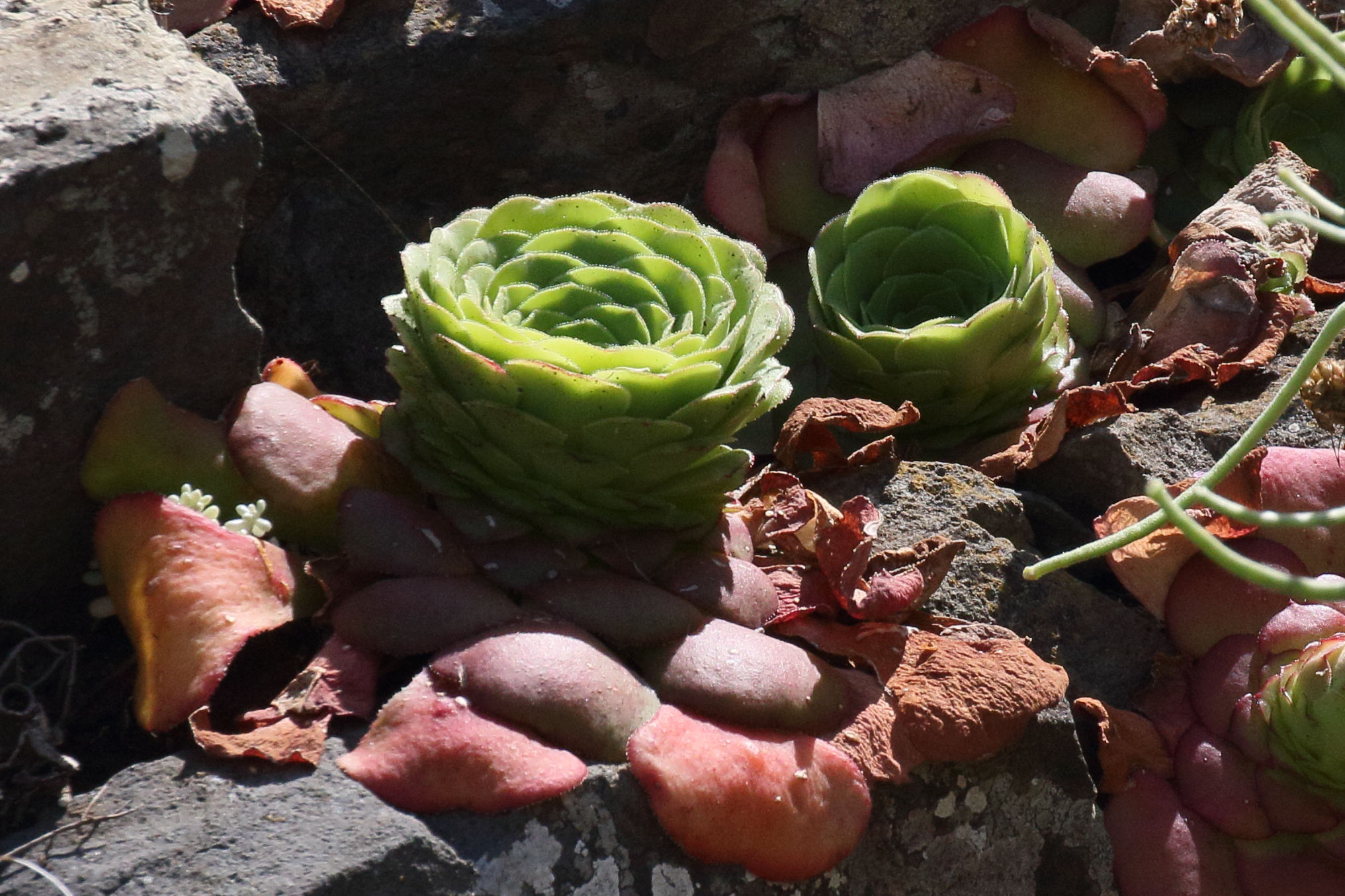 aeonium_glandulosum2md