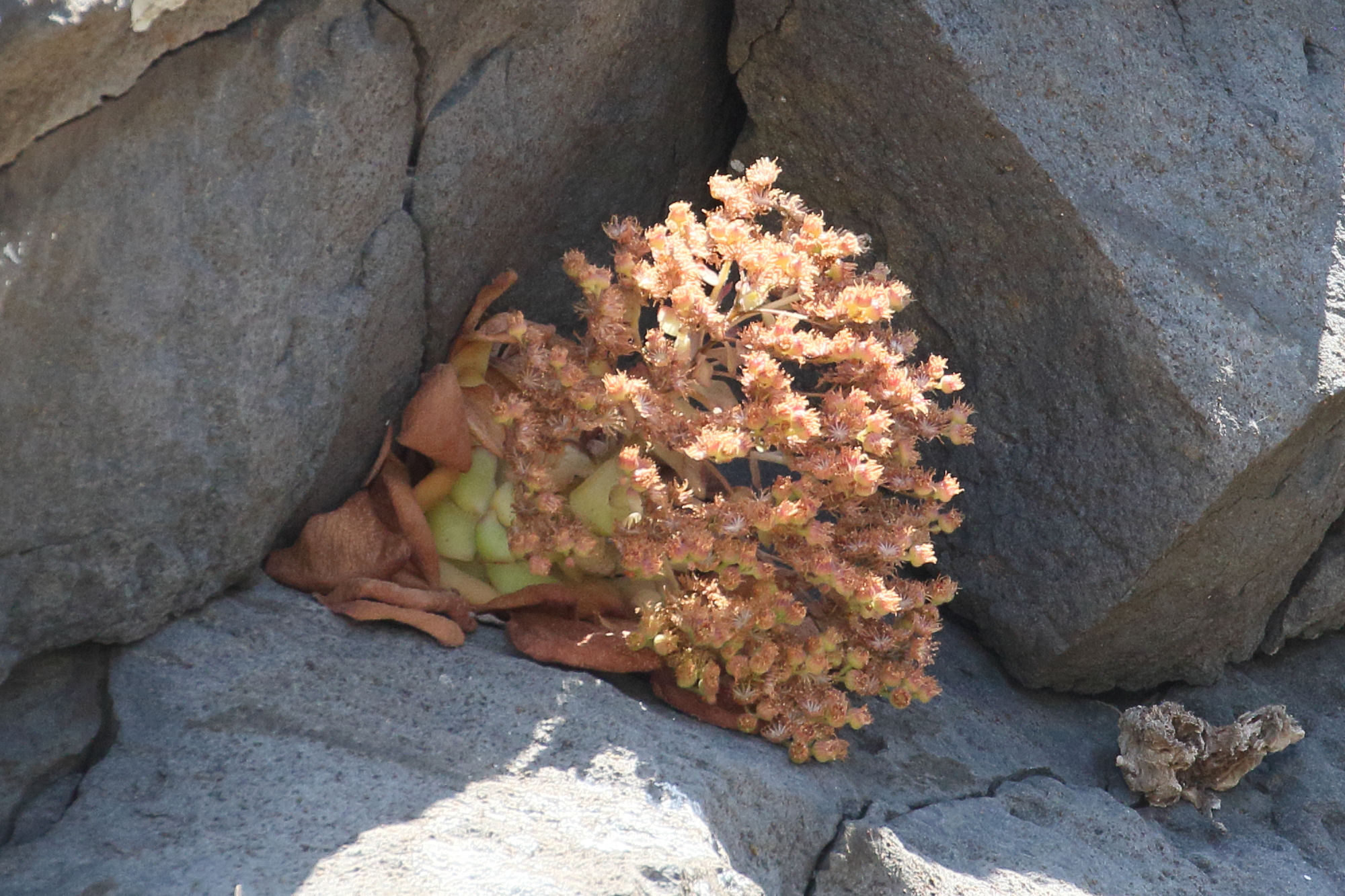 aeonium_glandulosum3md