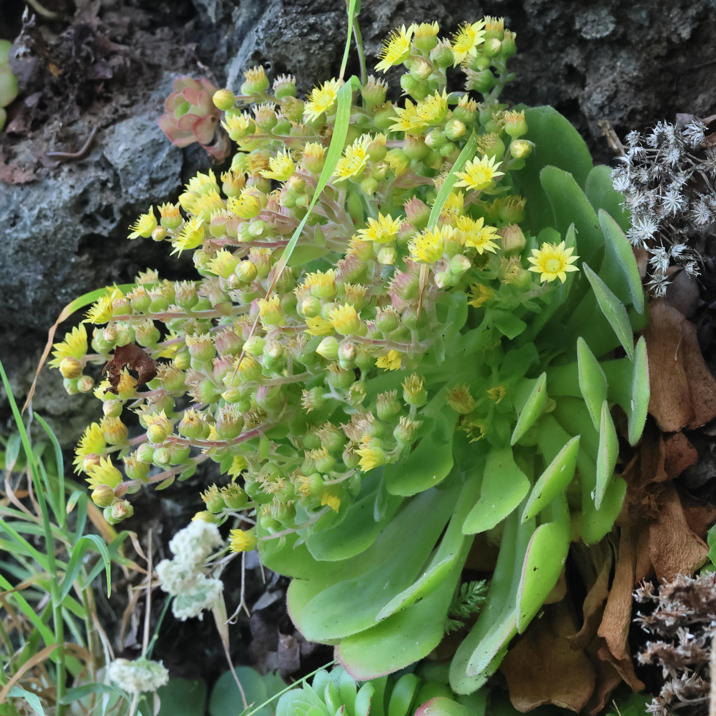 aeonium_glandulosum4bd