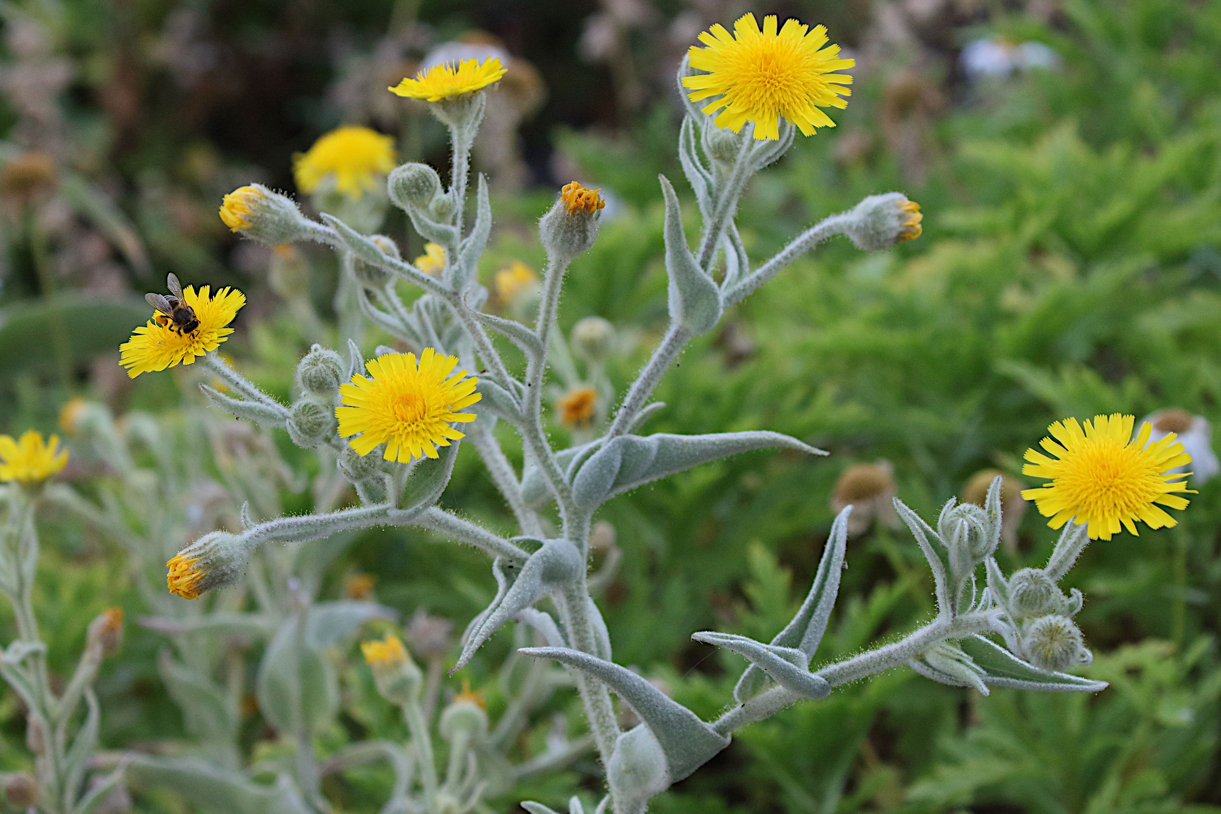 andryala_glandulosa2md