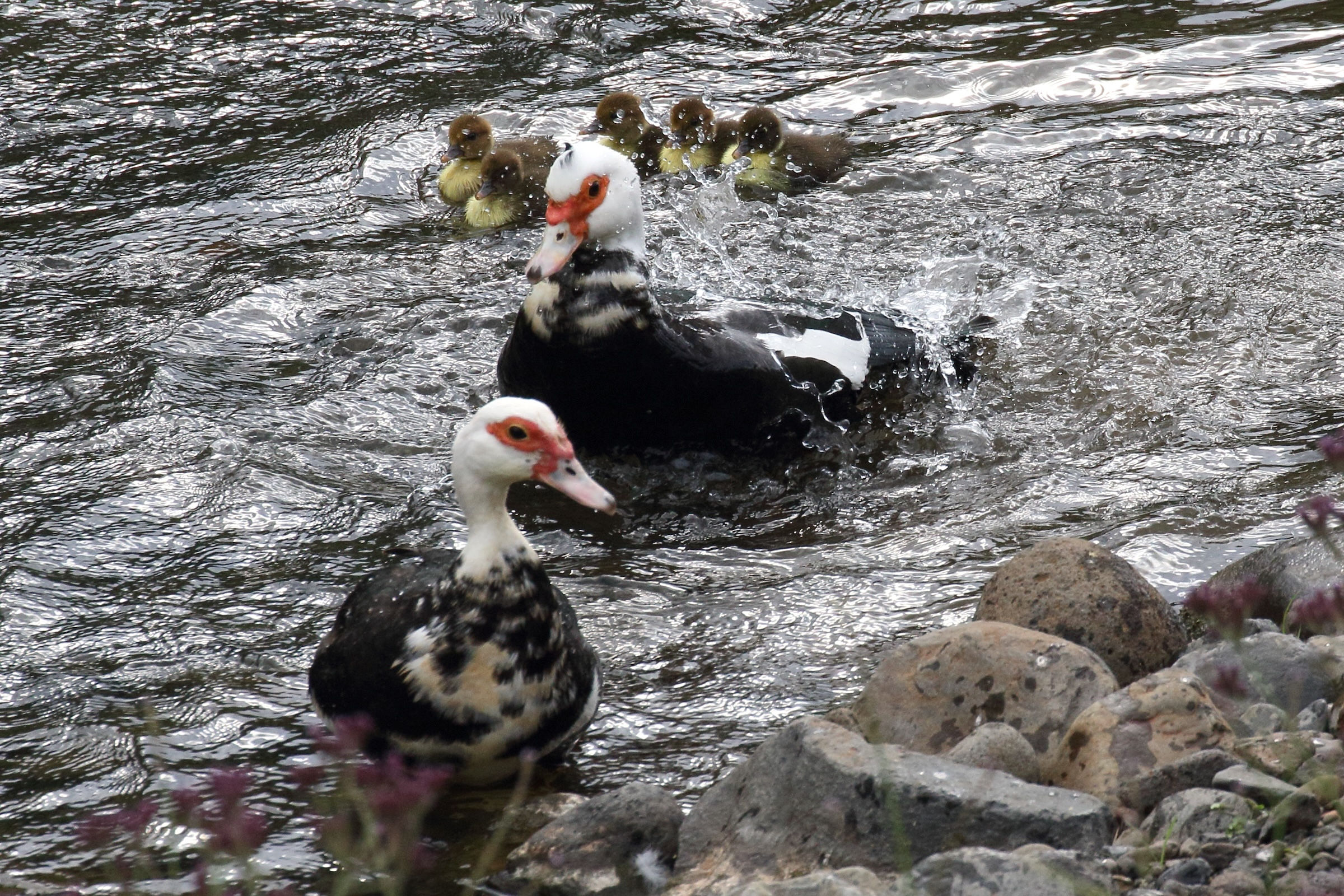 canard_de_barbarie_-_cairina_moschata5md