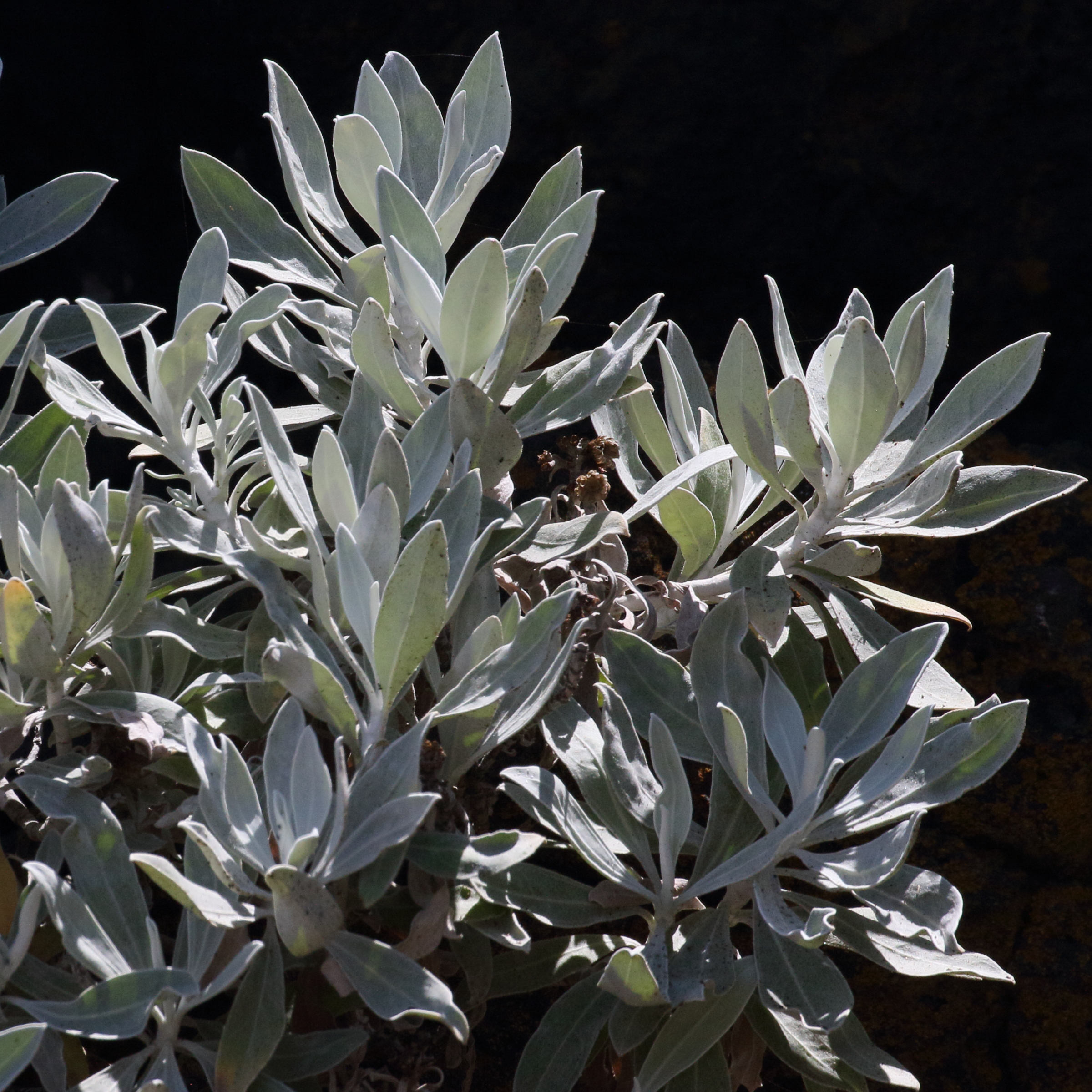 Afficher le média helichrysum_melaleucum3md helichrysum_melaleucum3md