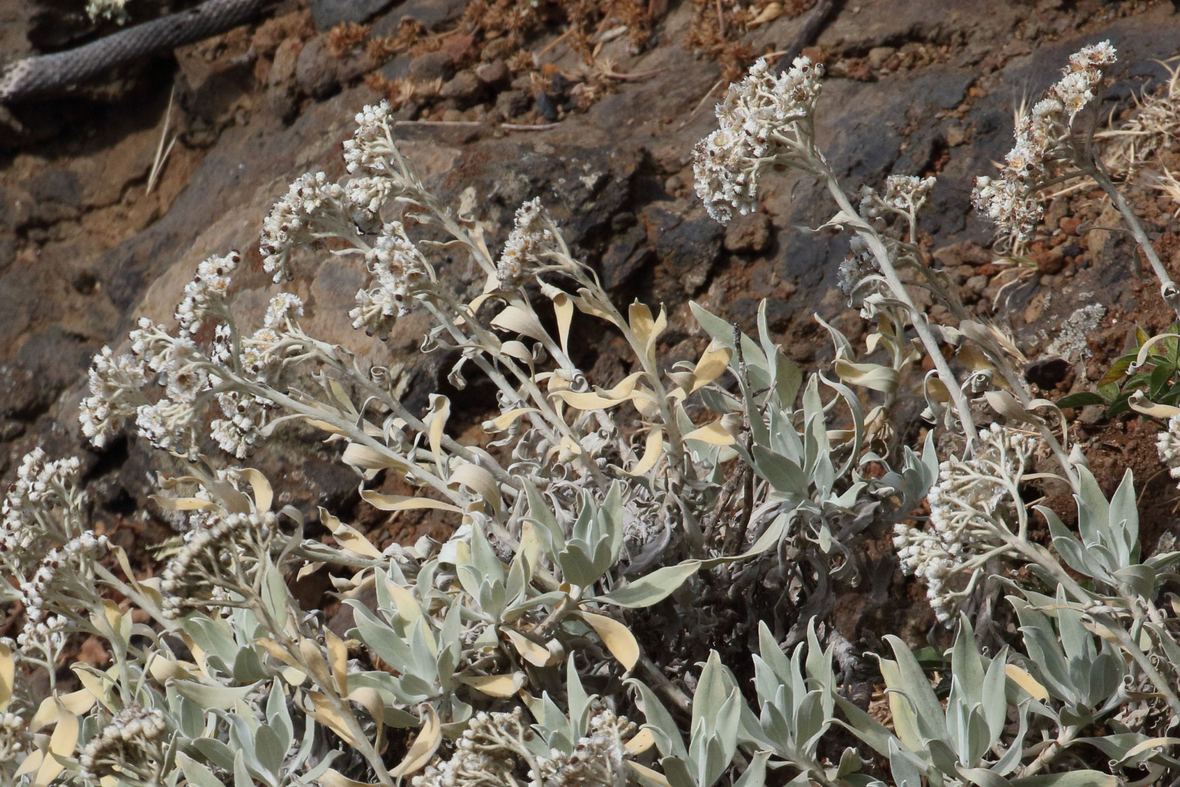 Afficher le média helichrysum_melaleucum4md helichrysum_melaleucum4md