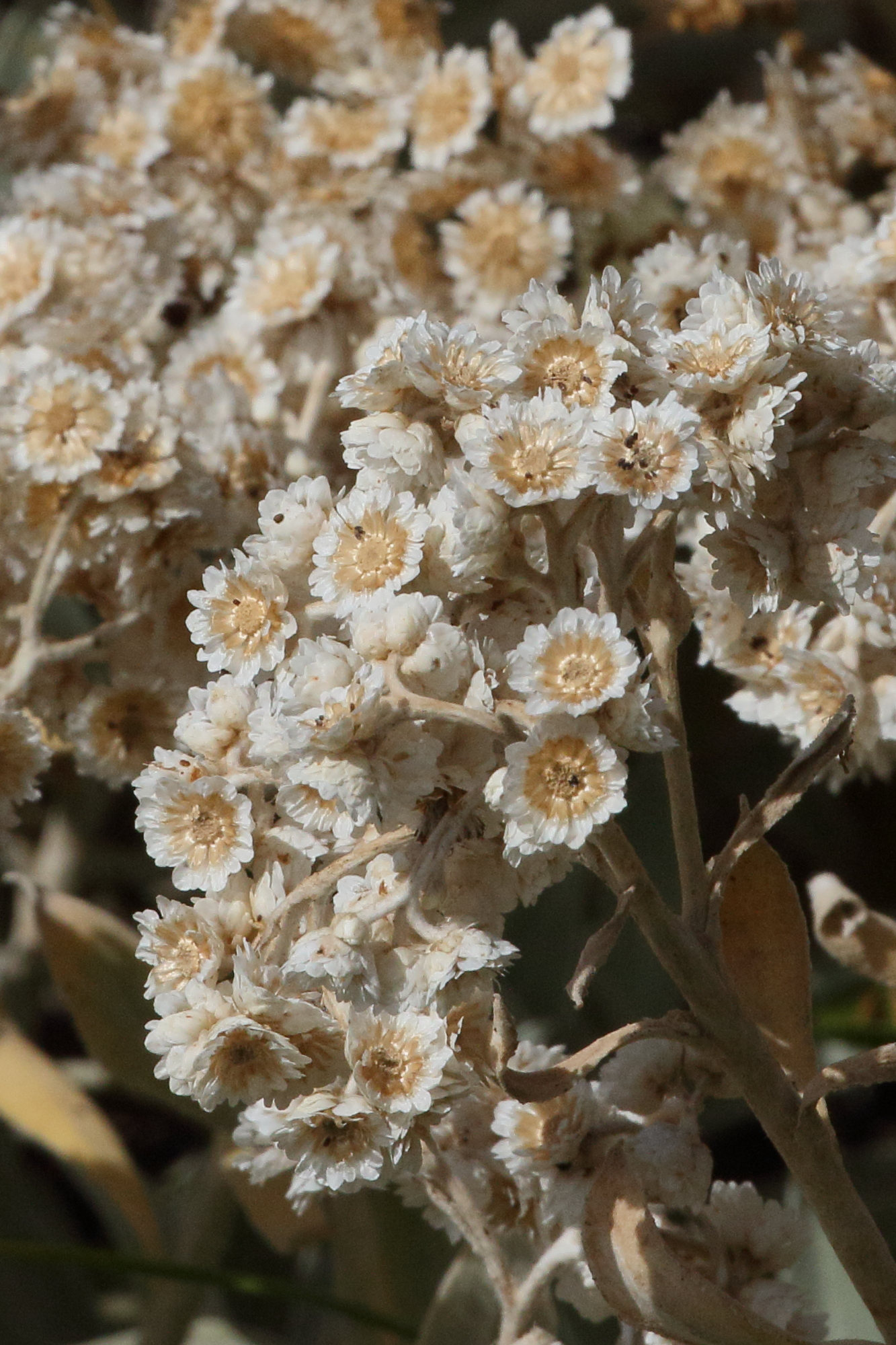 Afficher le média helichrysum_melaleucum5md helichrysum_melaleucum5md