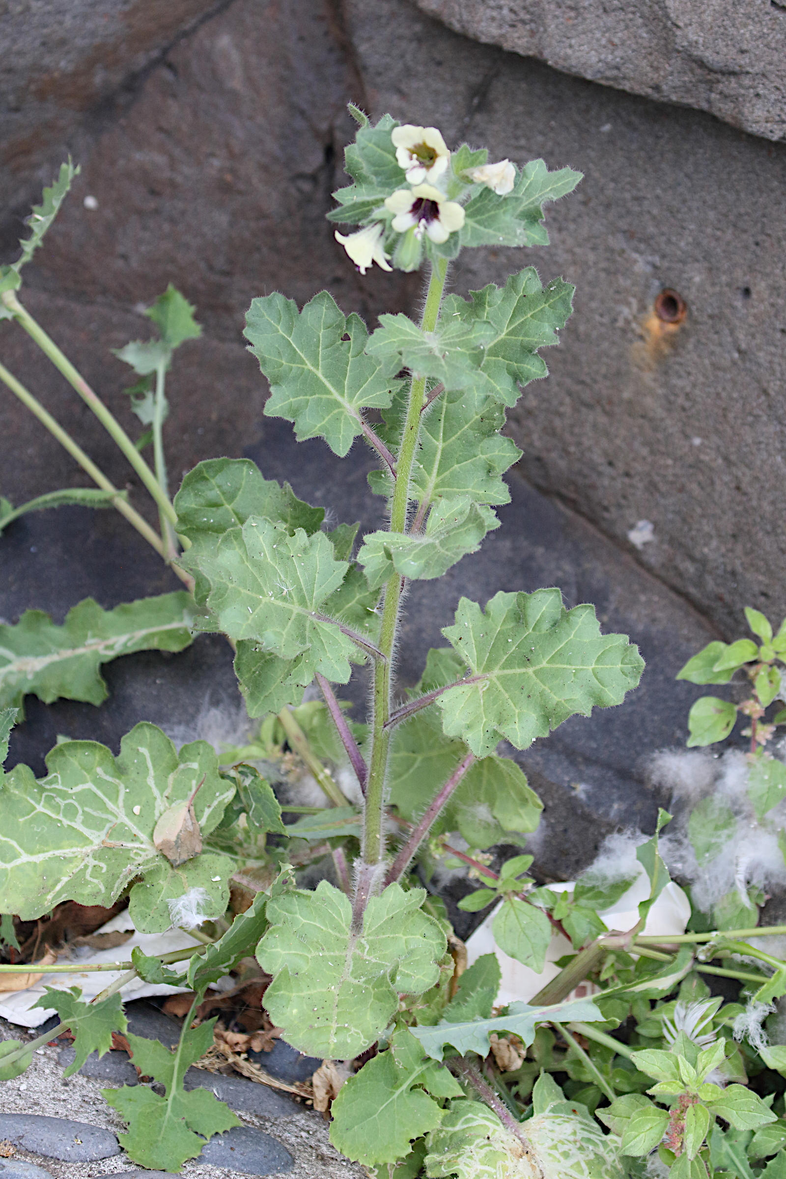 Afficher le média hyoscyamus_albus3md hyoscyamus_albus3md