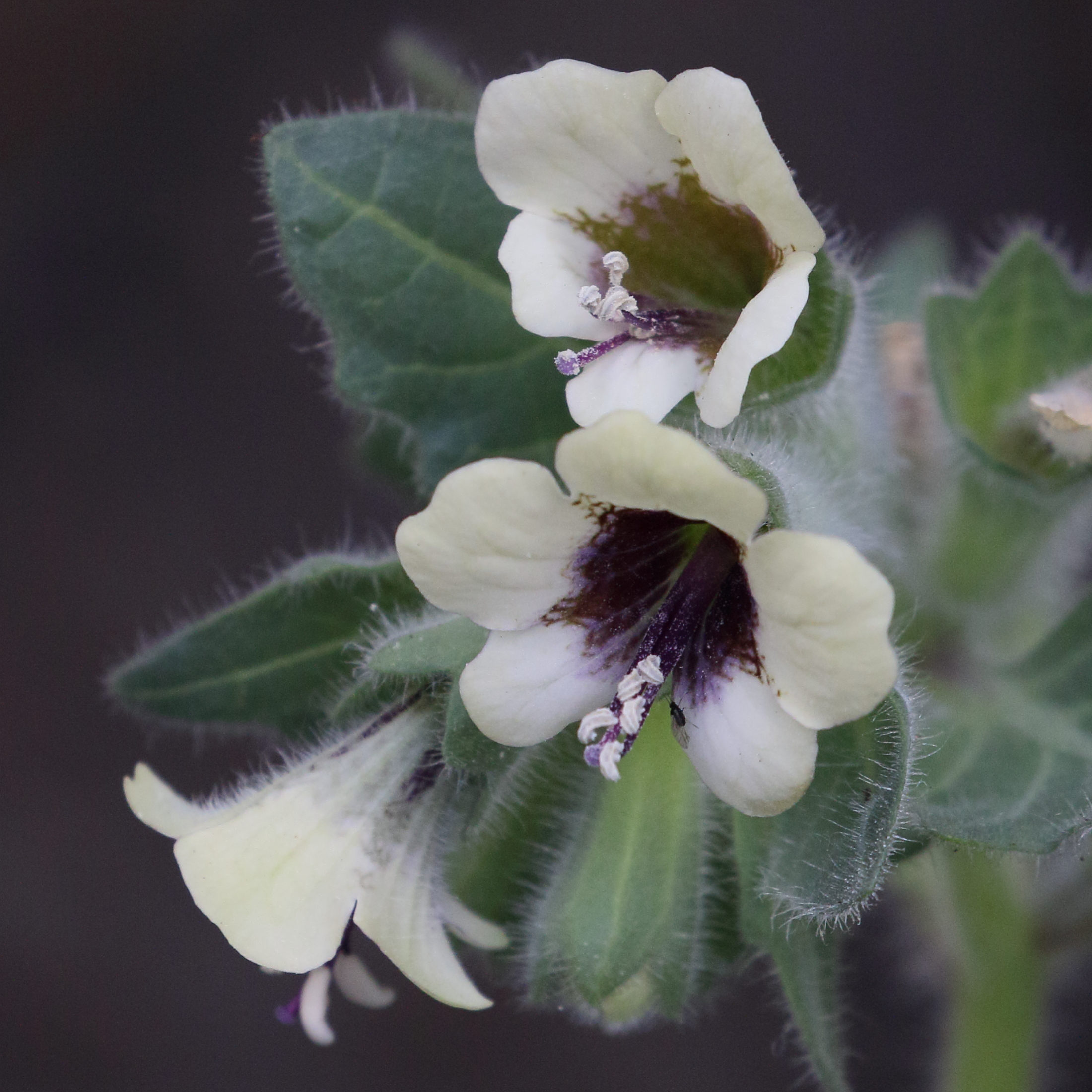 Afficher le média hyoscyamus_albus4md hyoscyamus_albus4md