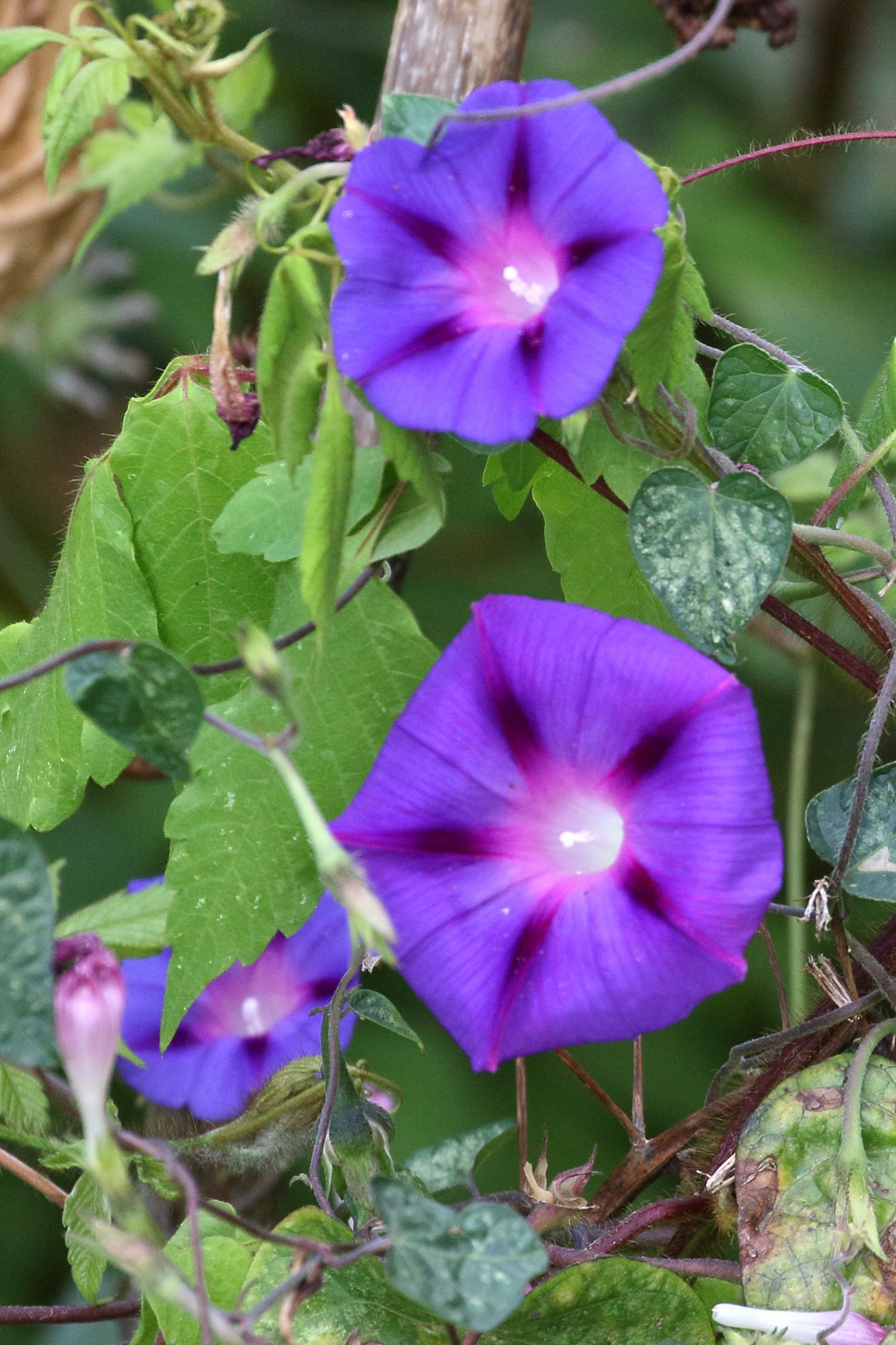 ipomoea_purpurea5md