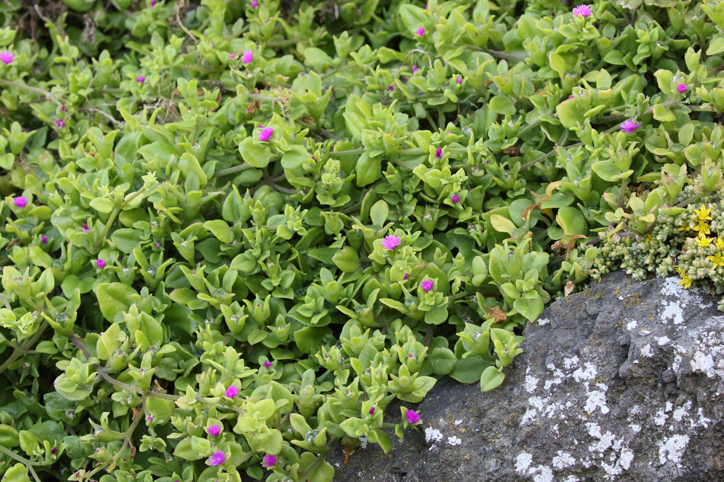 Afficher le média mesembryanthemum_cordifolium1md mesembryanthemum_cordifolium1md