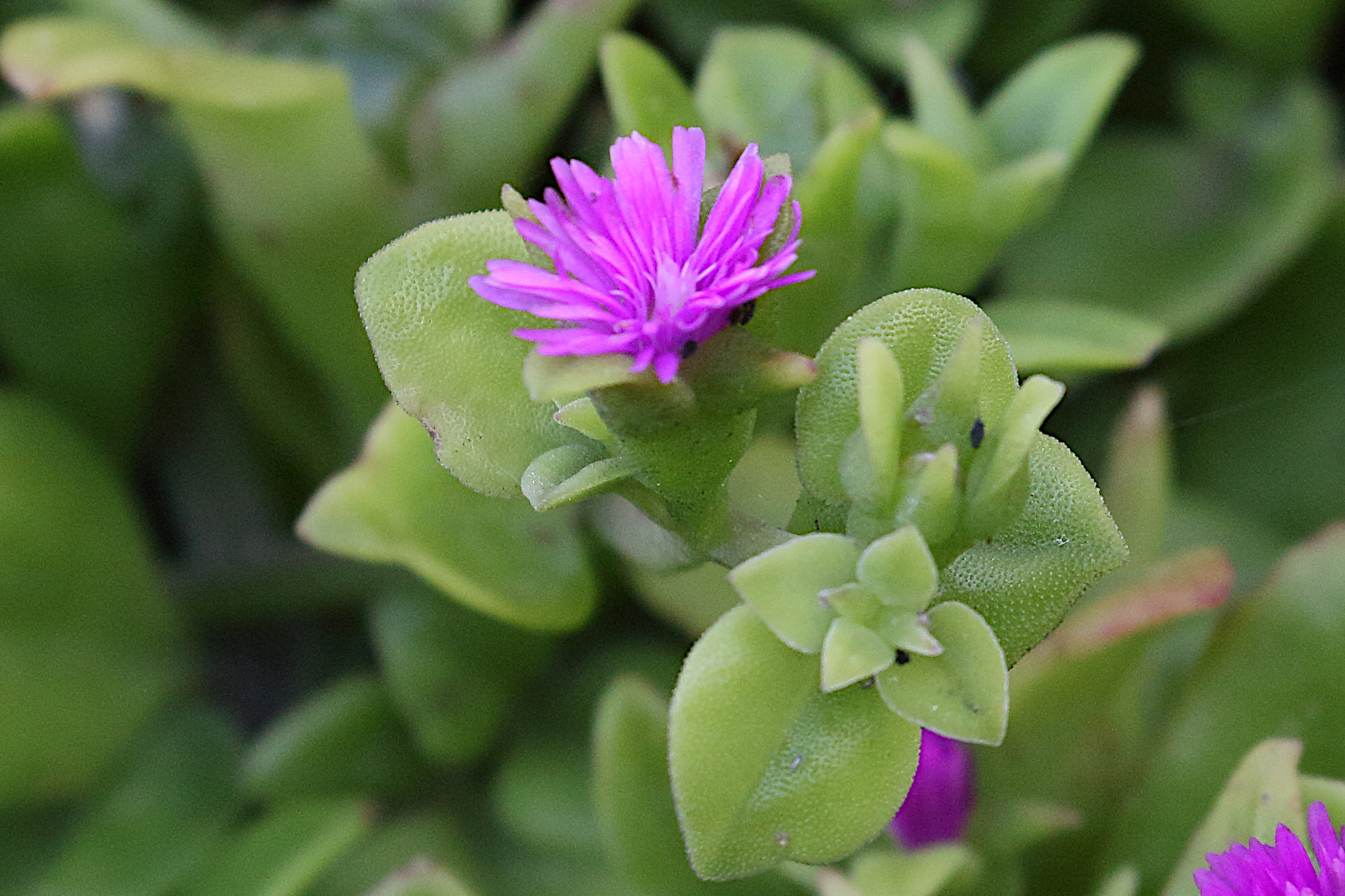 Afficher le média mesembryanthemum_cordifolium3bmd mesembryanthemum_cordifolium3bmd