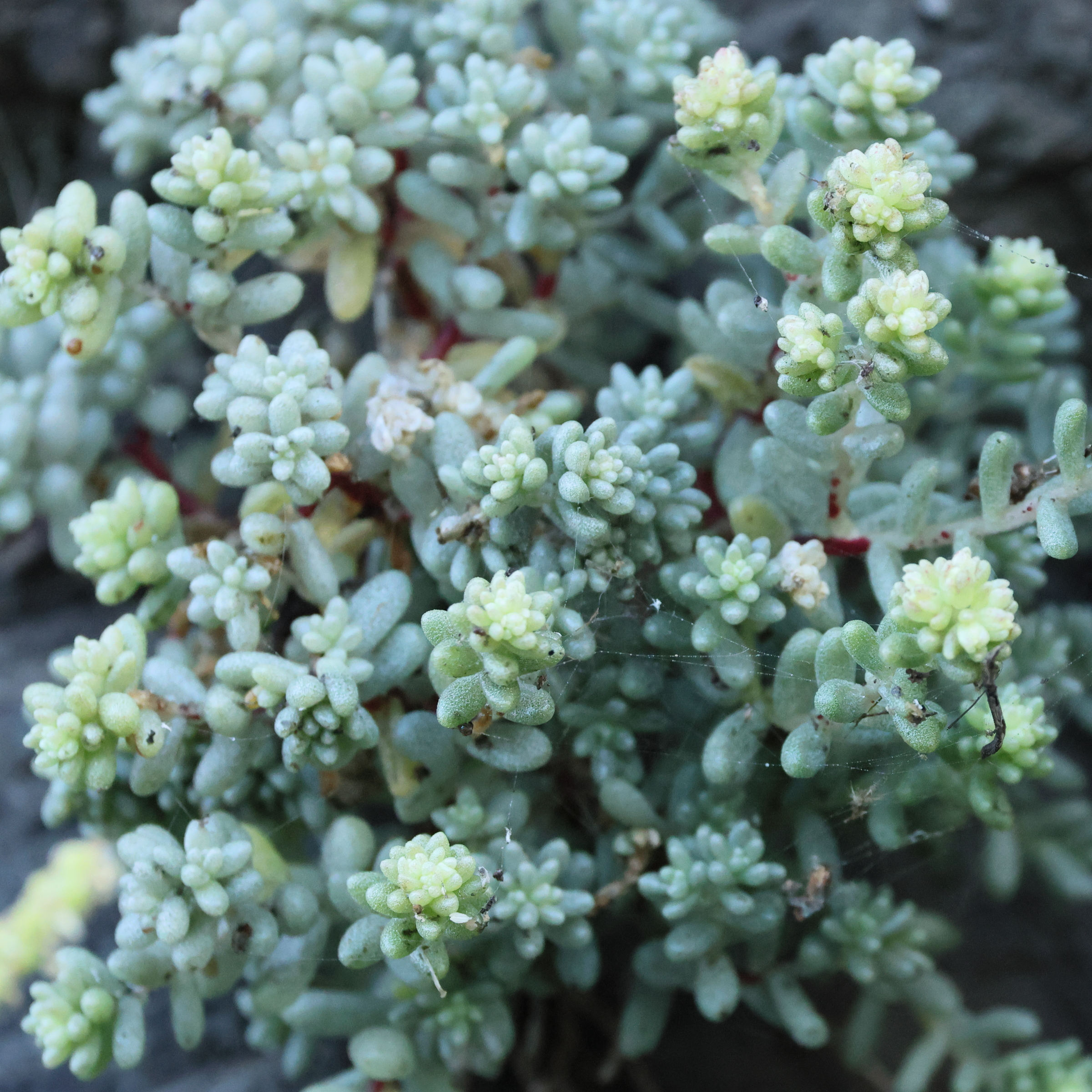 sedum_nudum1bd