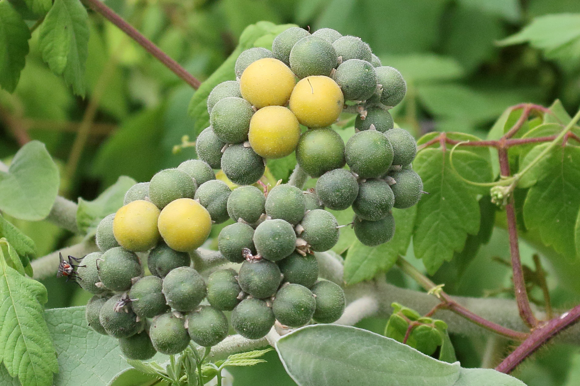 solanum_mauritianum7md